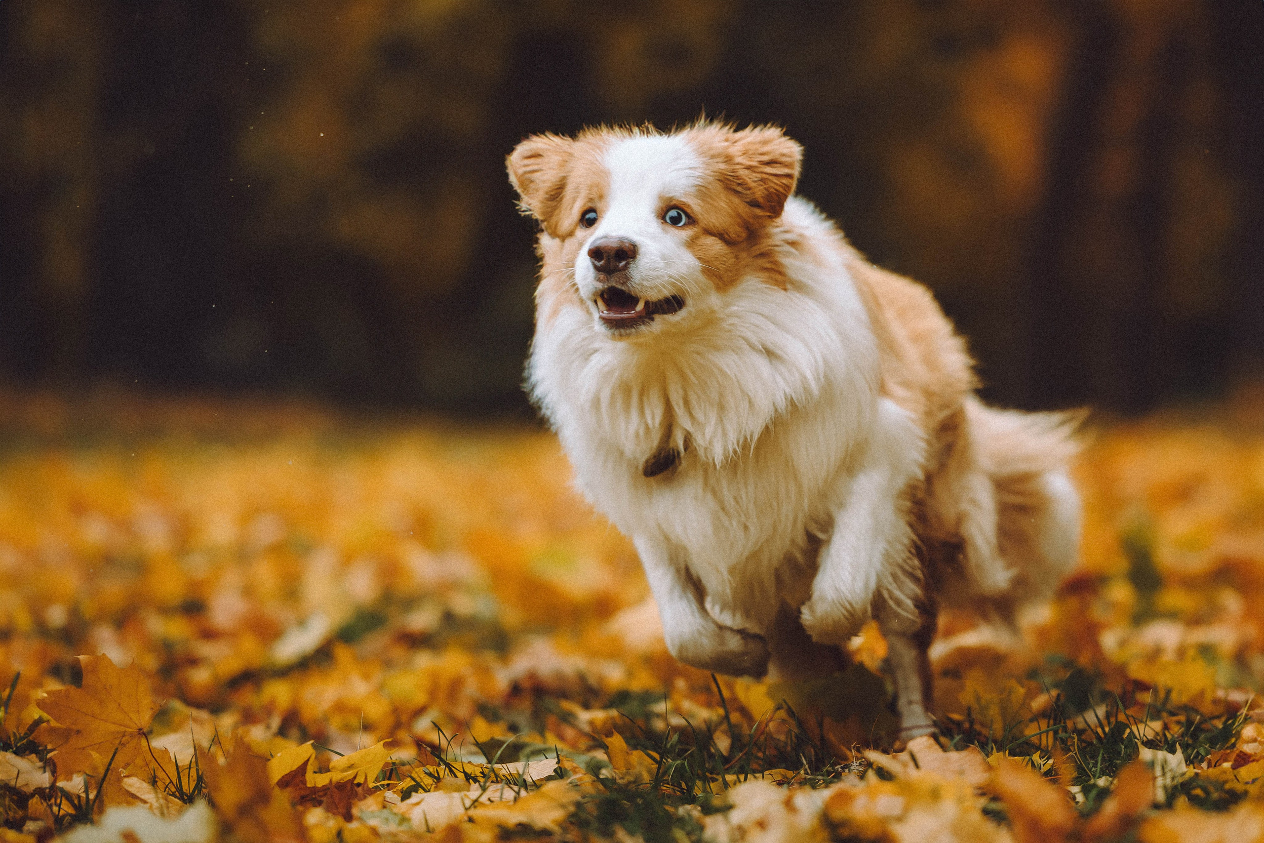 Алина, Витя и Асти
