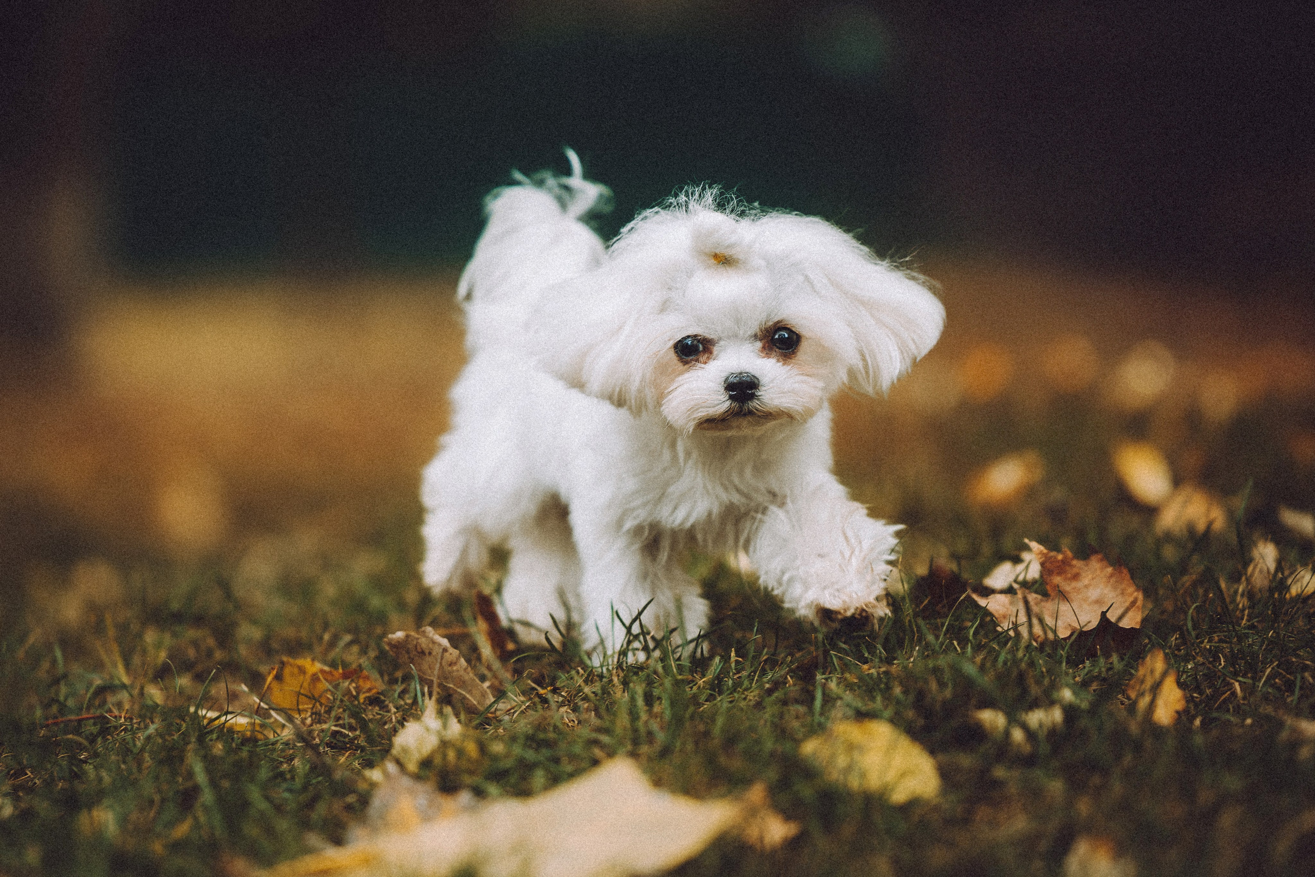 Настя и Гоша