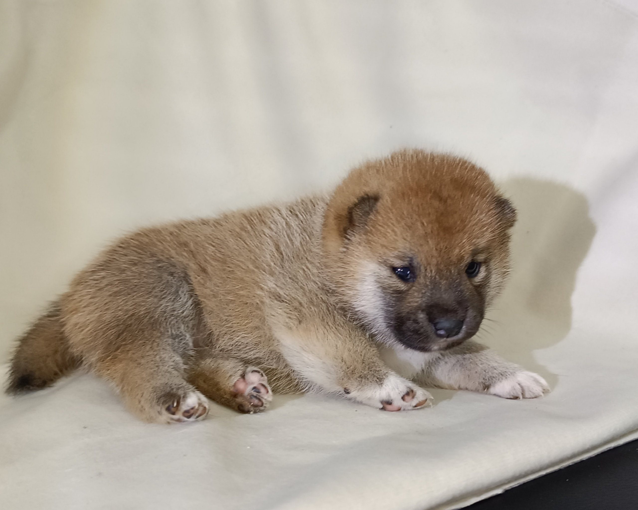 сиба питомник Рубилайт щенки на продажу rubylight  сиба щенки купить СПб Санкт-Петербург 