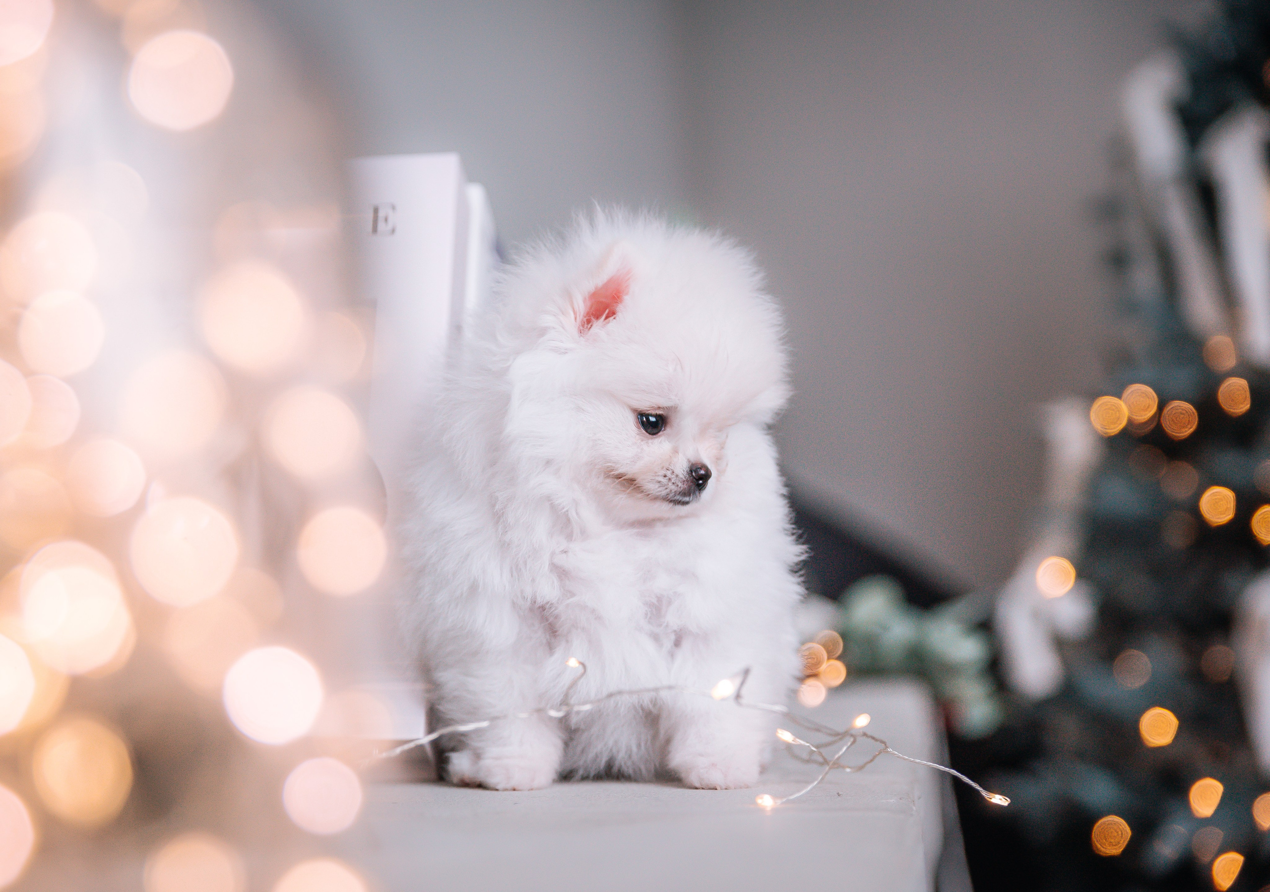 Шпицы щенки студия. Главная