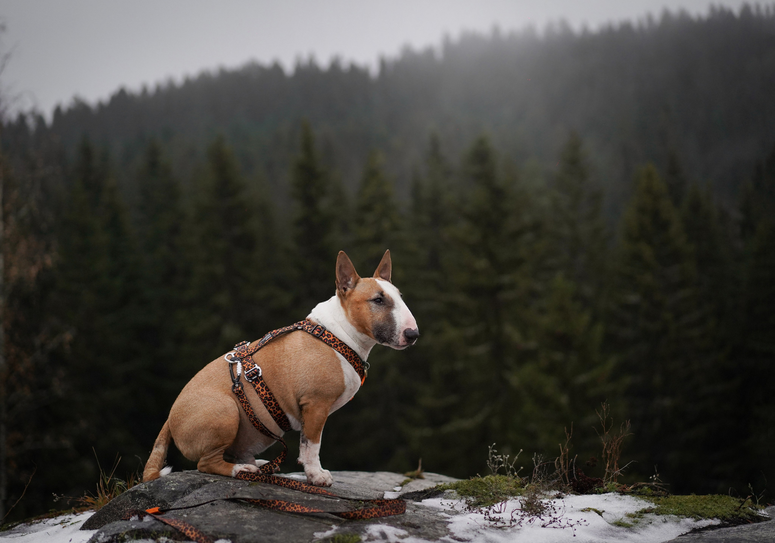 Юни на горе Паасо. Фотограф-анималист в Санкт-Петербурге Яна Мартынова
