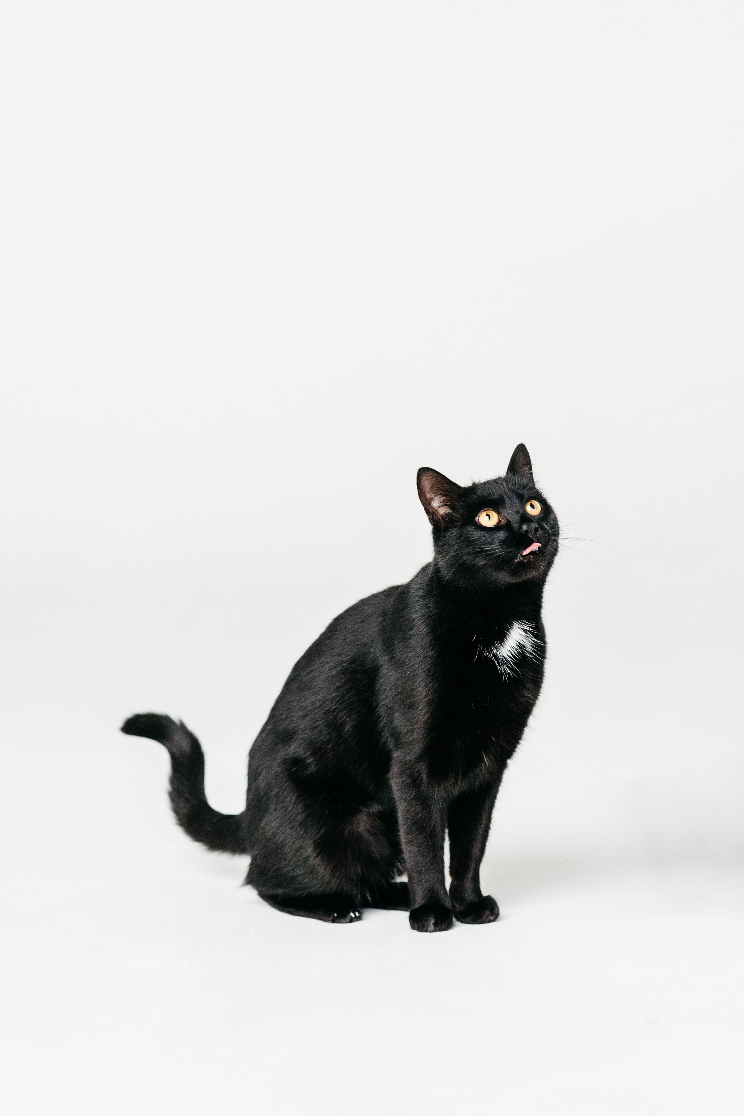 Кузя. Фотограф-анималист Елена Радченко, Москва