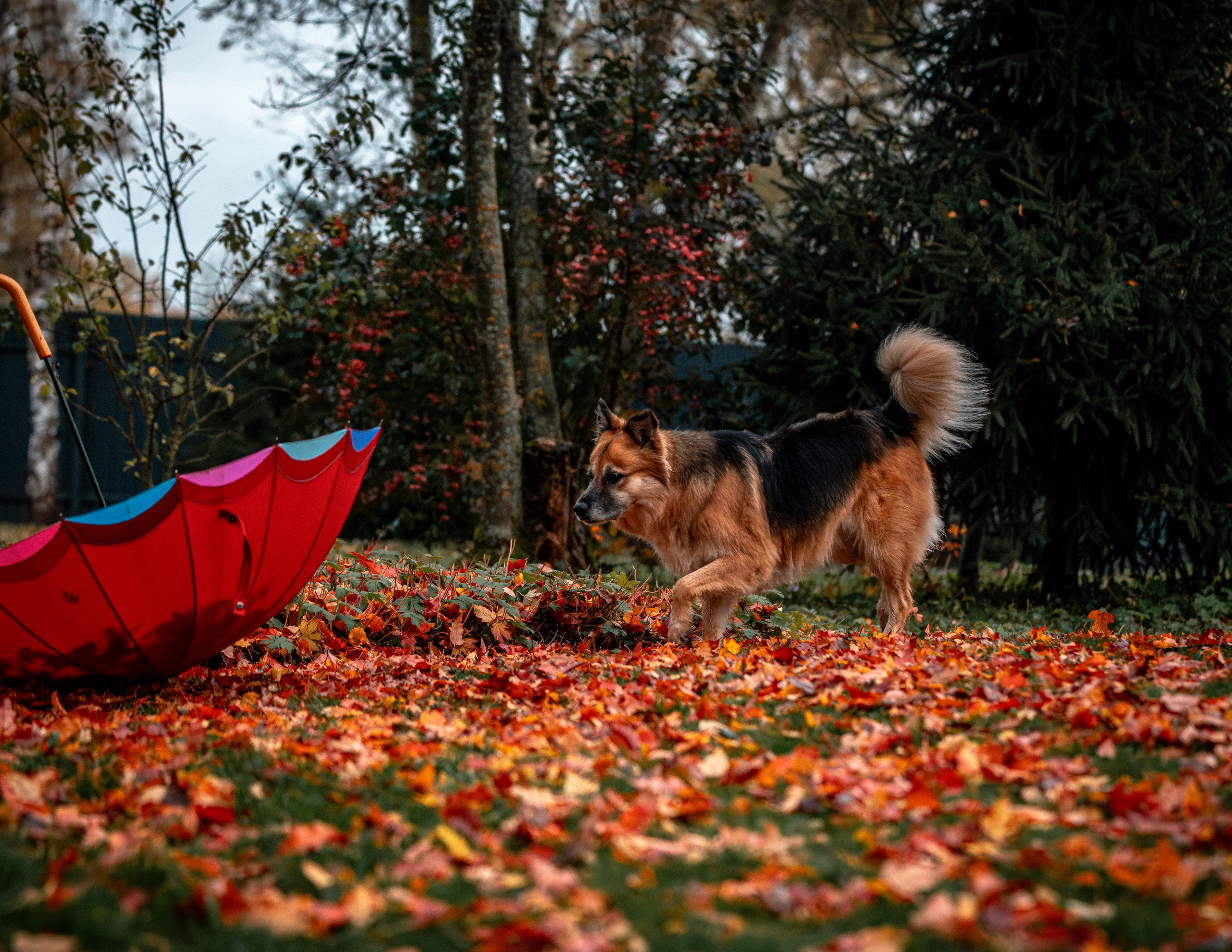 ФОТОПАМЯТЬ ВАШИХ ЭМОЦИЙ. Фотограф-анималист, семейный фотограф в Москве и Подмосковье. Фотосъёмка кинологических дисциплин