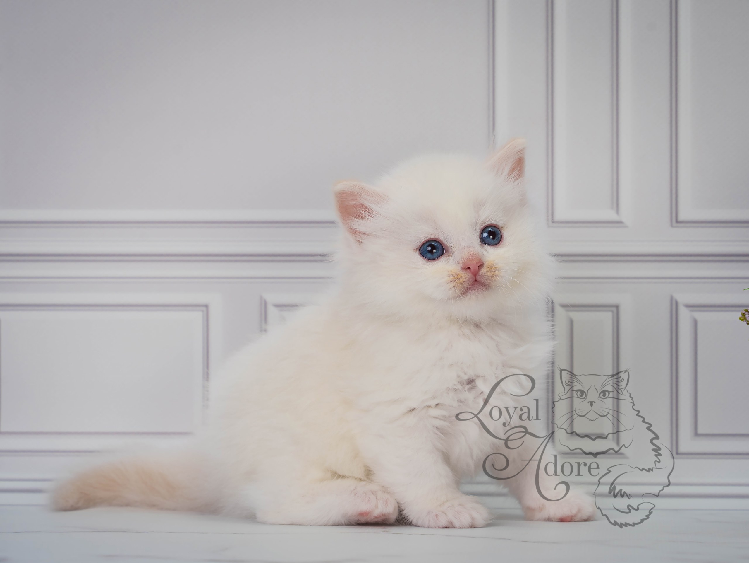 Котята рэгдолл от Loyal Adore. Питомник рэгдолл Loyal Adore