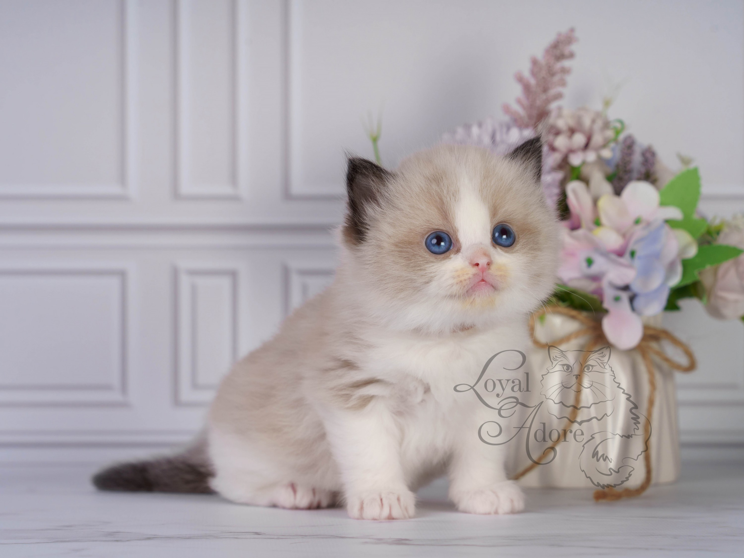 Котята рэгдолл от Loyal Adore. Питомник рэгдолл Loyal Adore