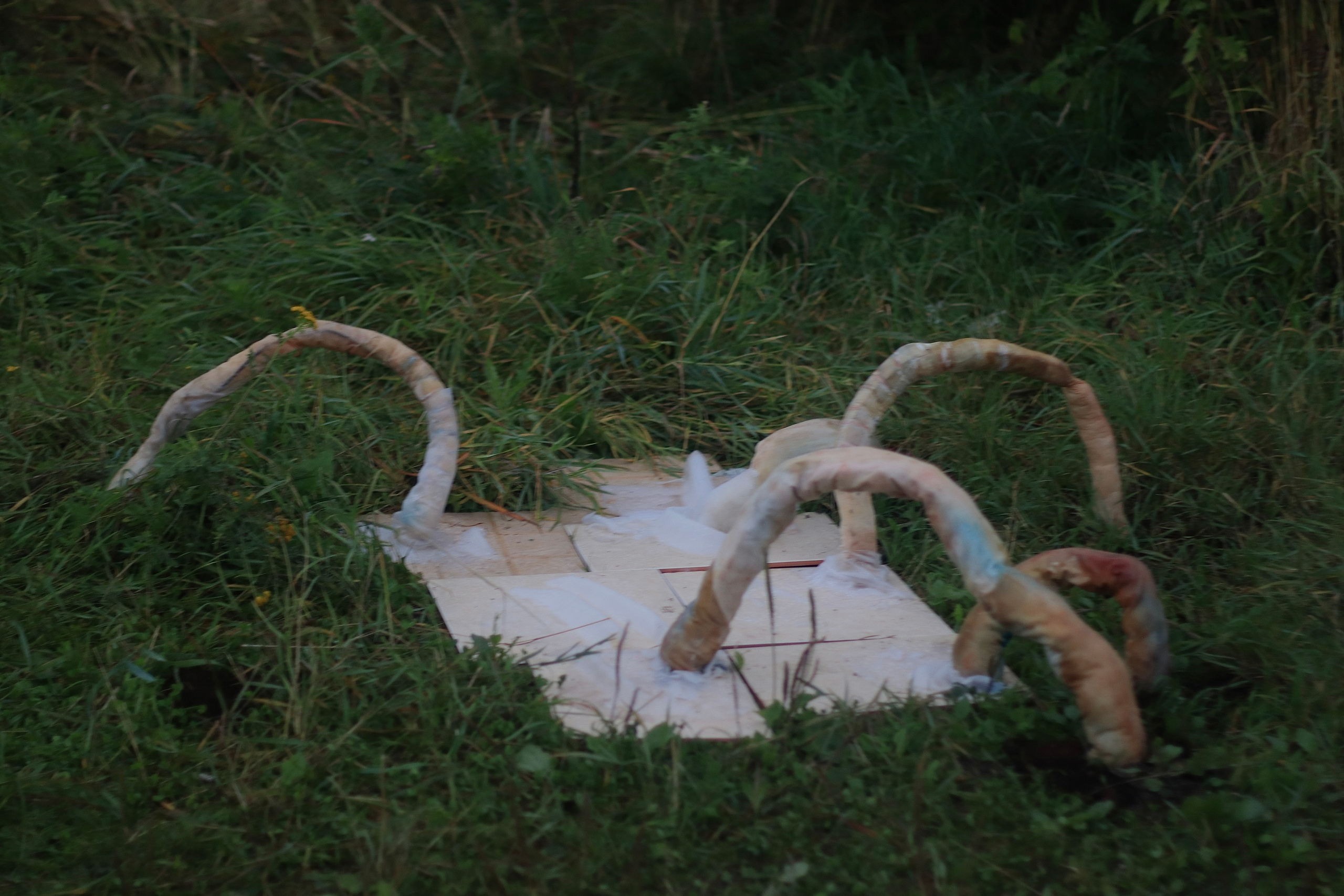 Эволюция непрерывно идет под знаком приспособления: инсталляция. Художница Софья Григорьева