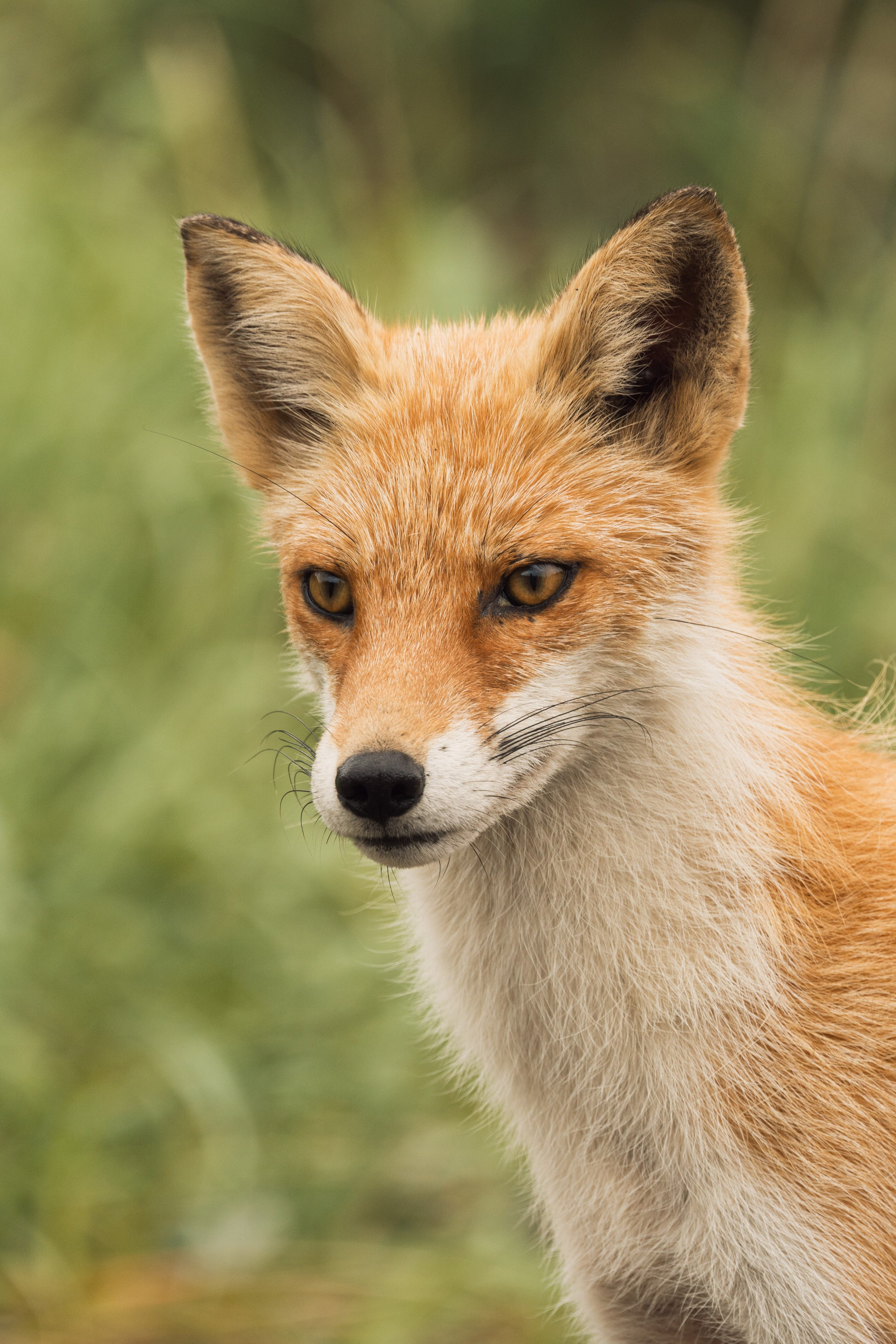 Лиса с острова Шикотан Курильские острова gusarov2906 