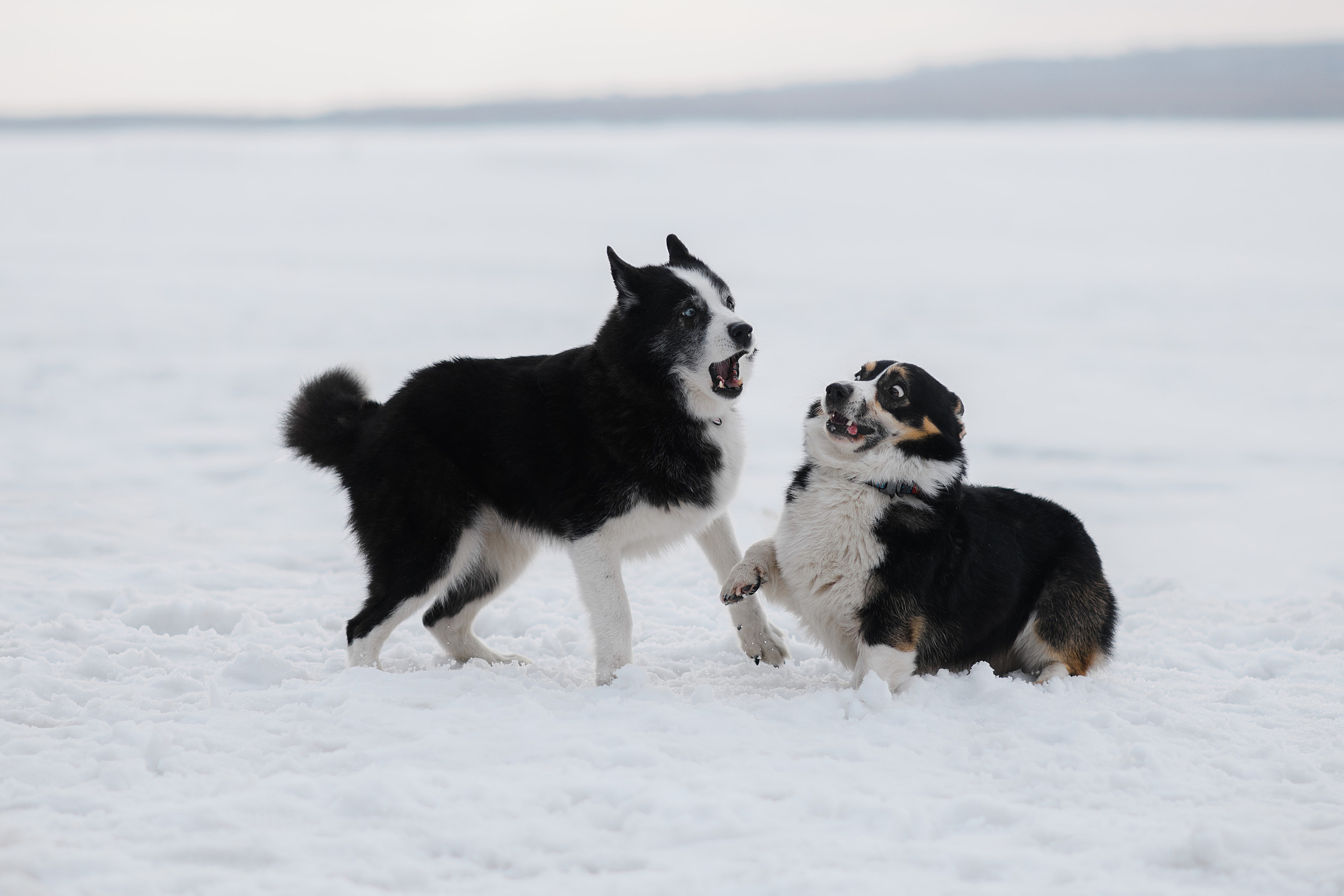 Ёлка, Кубик, Оксана и Женя. Свадебный фотограф Екатеринбург/Челябинск — Любовь Волохова