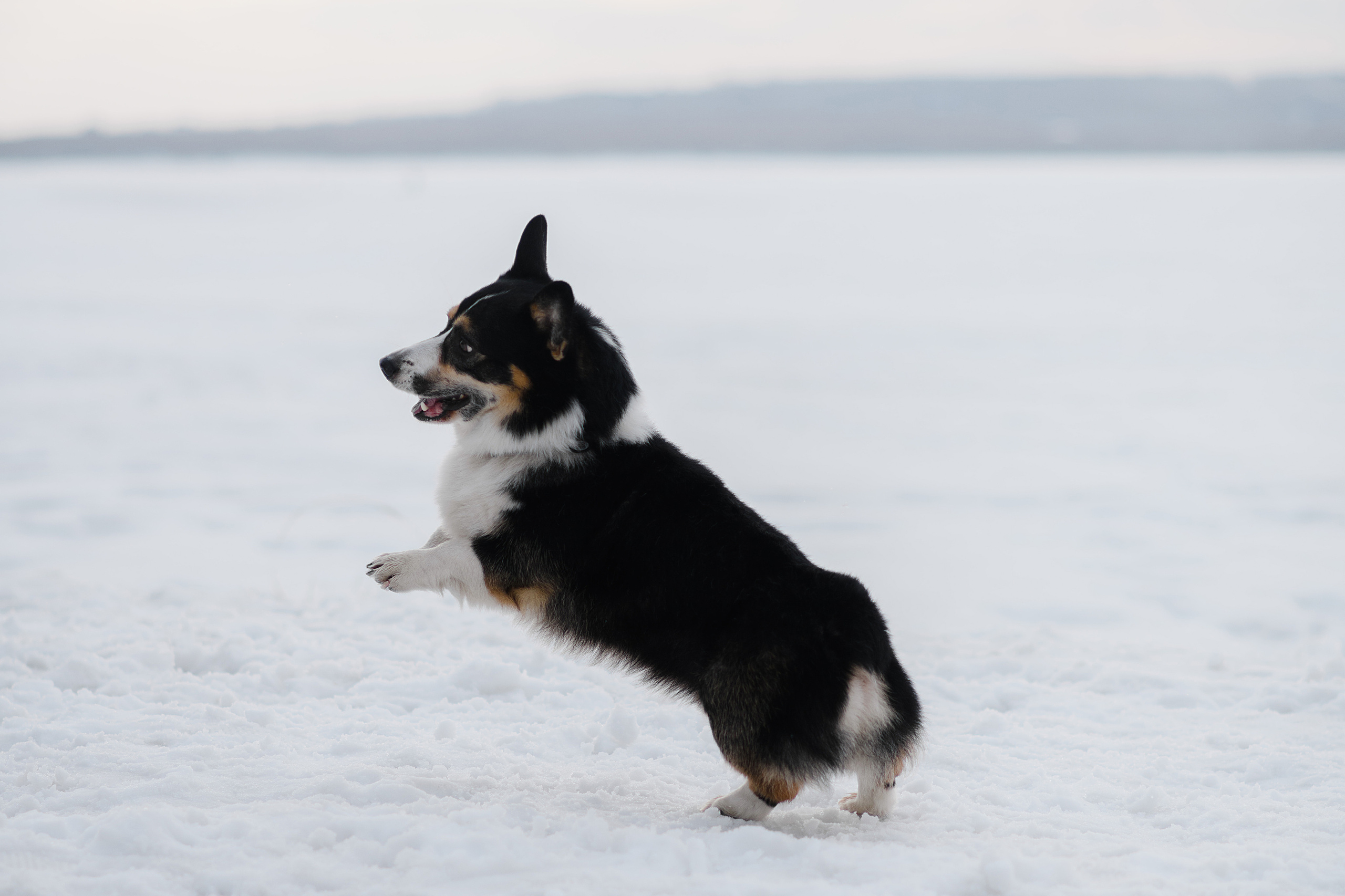 Ёлка, Кубик, Оксана и Женя. Свадебный фотограф Екатеринбург/Челябинск — Любовь Волохова