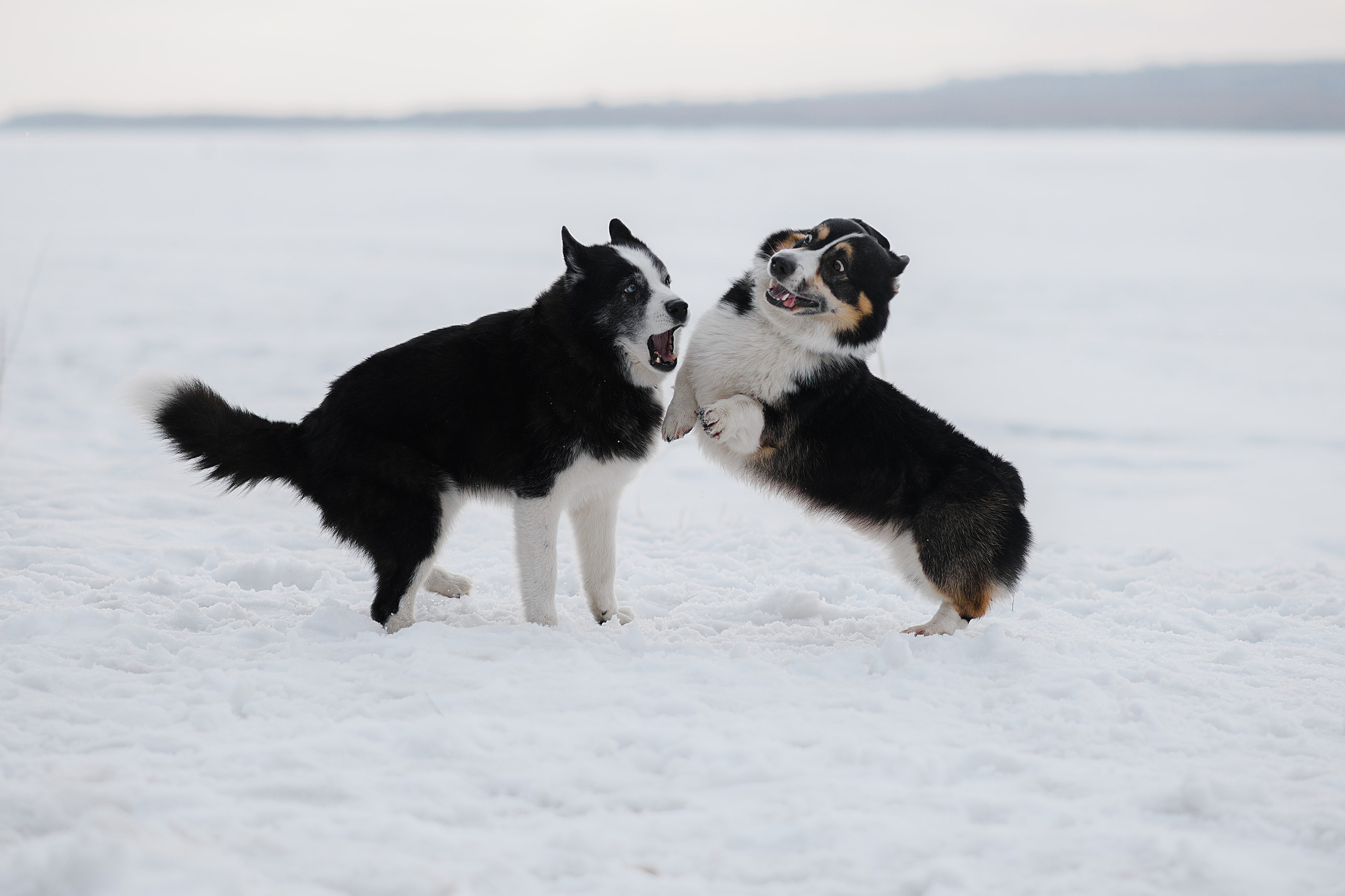 Ёлка, Кубик, Оксана и Женя. Свадебный фотограф Екатеринбург/Челябинск — Любовь Волохова
