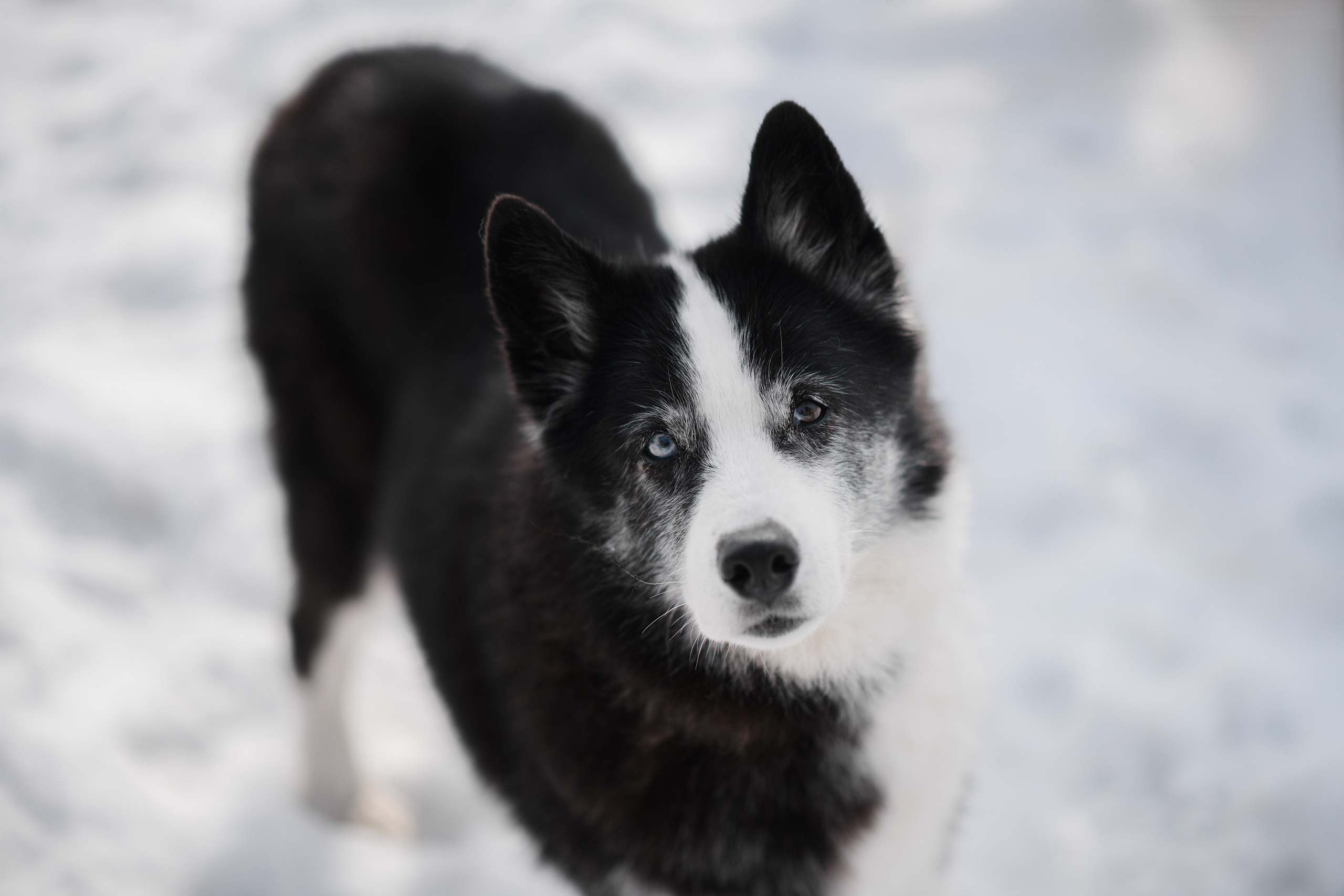 Ёлка, Кубик, Оксана и Женя. Свадебный фотограф Екатеринбург/Челябинск — Любовь Волохова