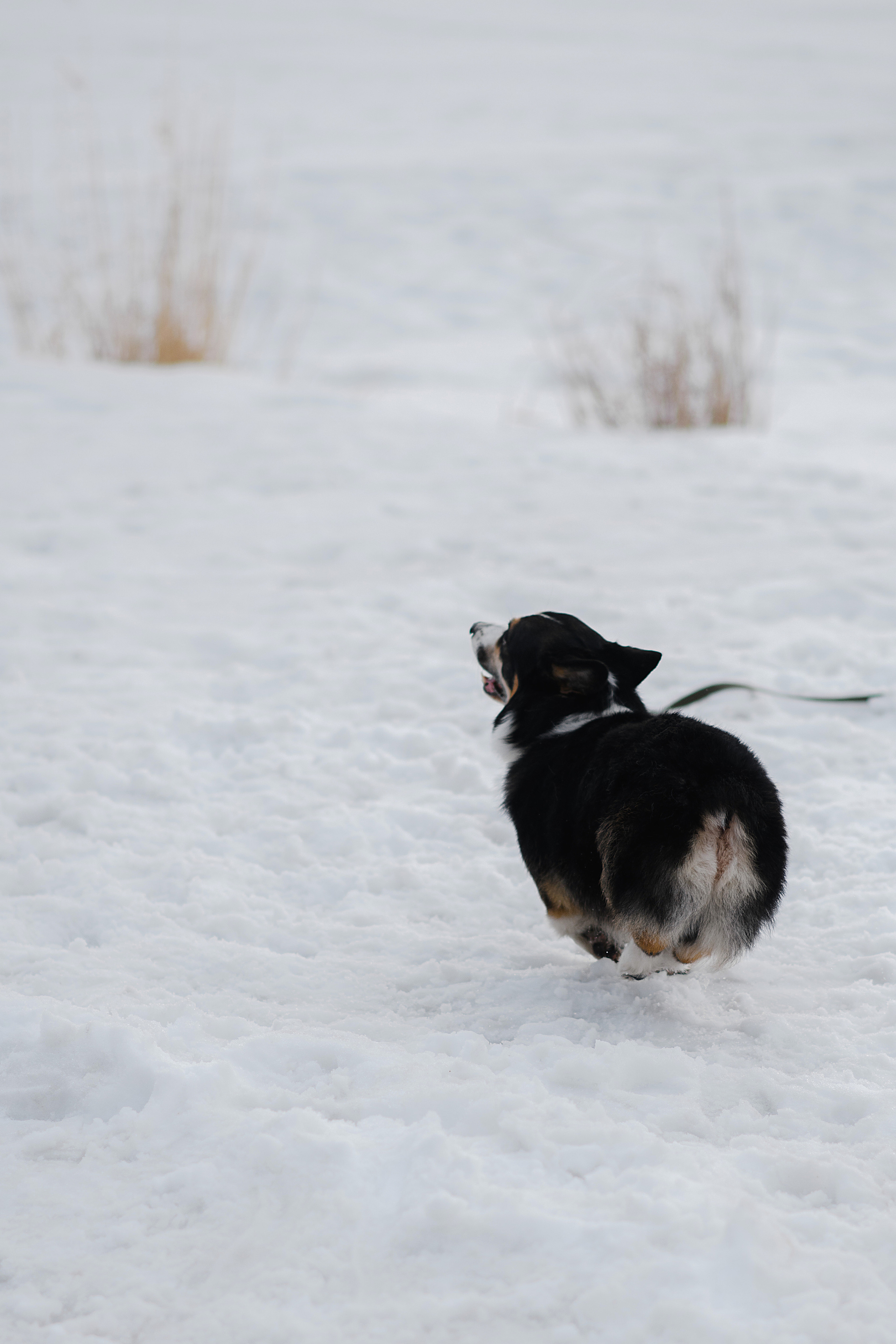 Ёлка, Кубик, Оксана и Женя. Свадебный фотограф Екатеринбург/Челябинск — Любовь Волохова