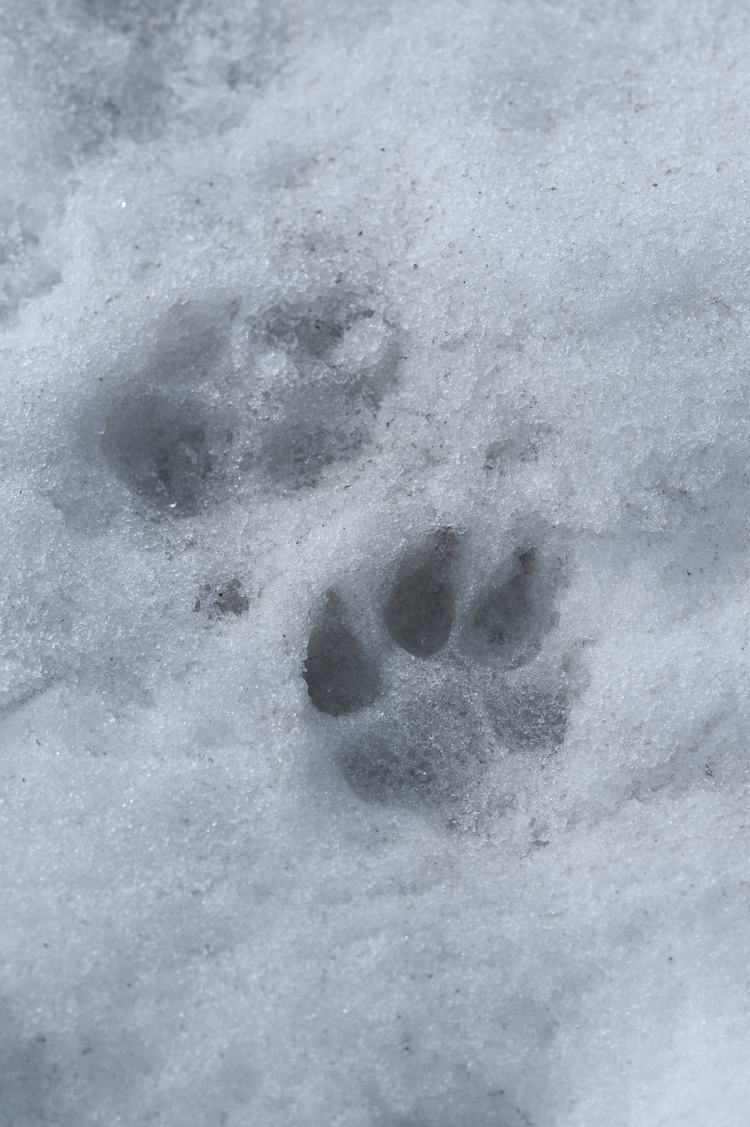 Ёлка, Кубик, Оксана и Женя. Свадебный фотограф Екатеринбург/Челябинск — Любовь Волохова