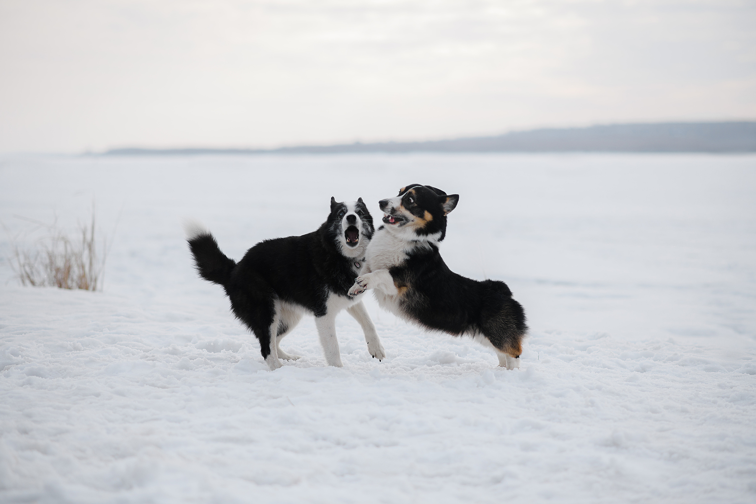 Ёлка, Кубик, Оксана и Женя. Свадебный фотограф Екатеринбург/Челябинск — Любовь Волохова