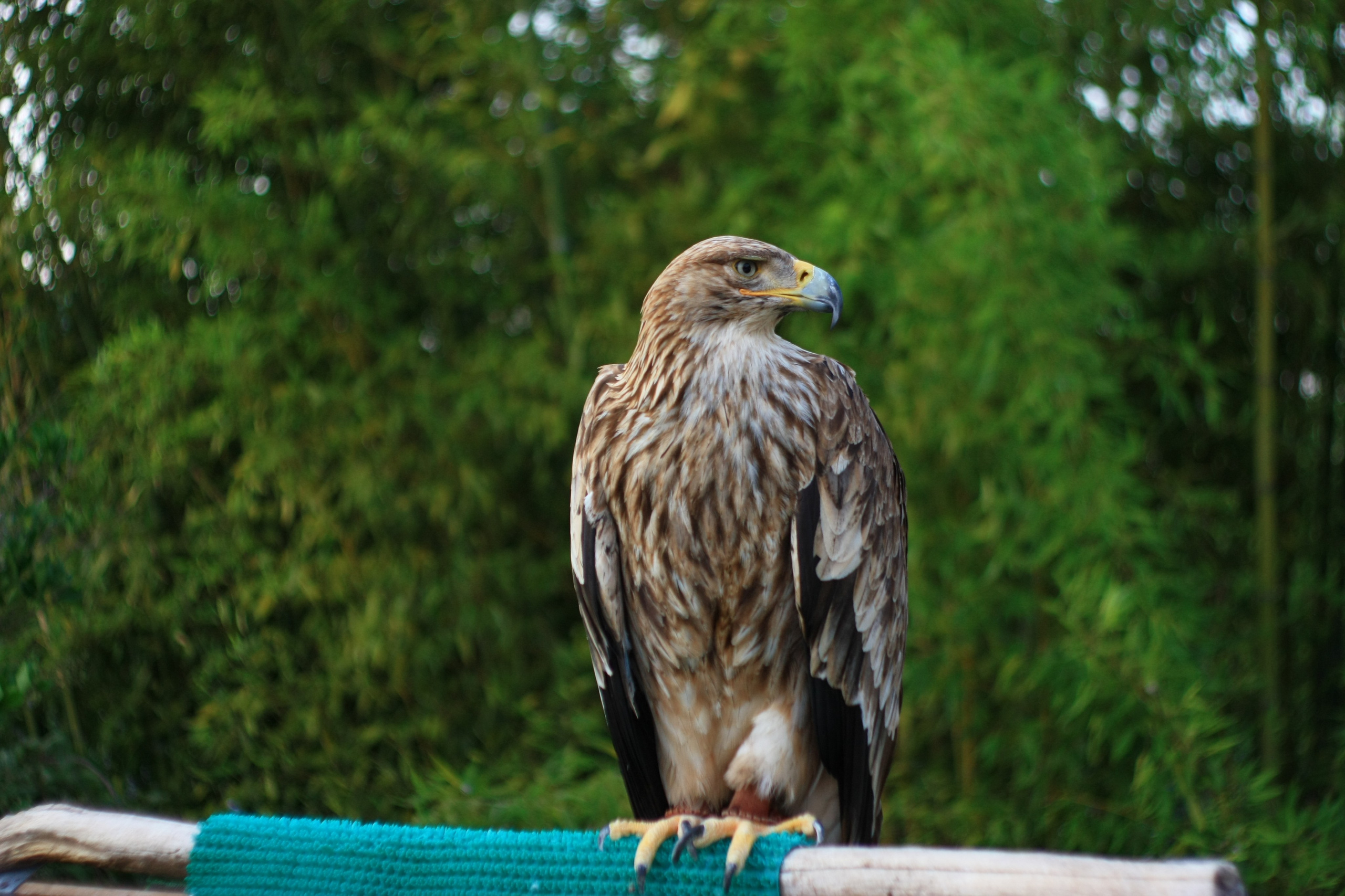 Первые кадры. Сочи — парк. Фотограф Роман Адлер