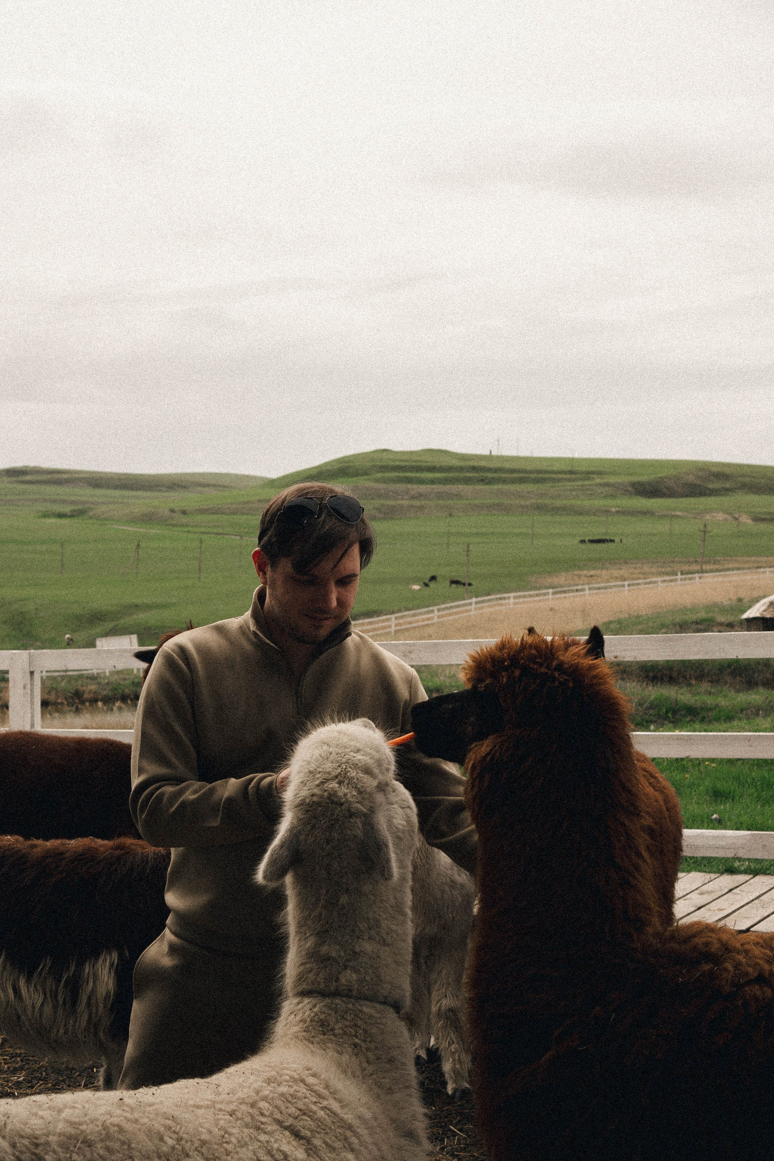 Ферма Альпак. Профессиональный фотограф, Санкт-Петербург — Виктория Богомолова