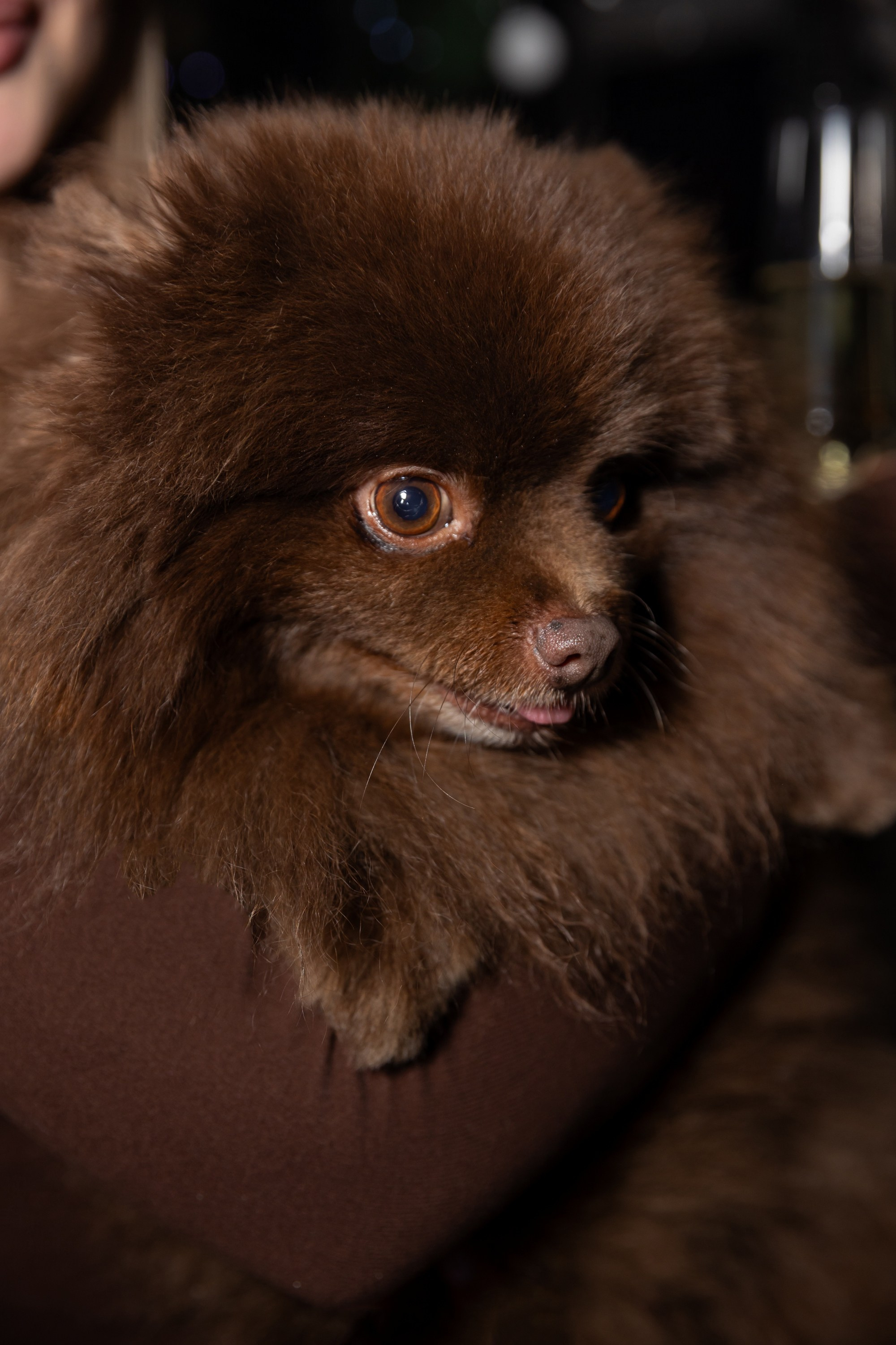 Корпоратив в «Шоко». Свадебный и семейный фотограф Виолетта Сидельникова. Краснодар, Россия, Беларусь, Европа