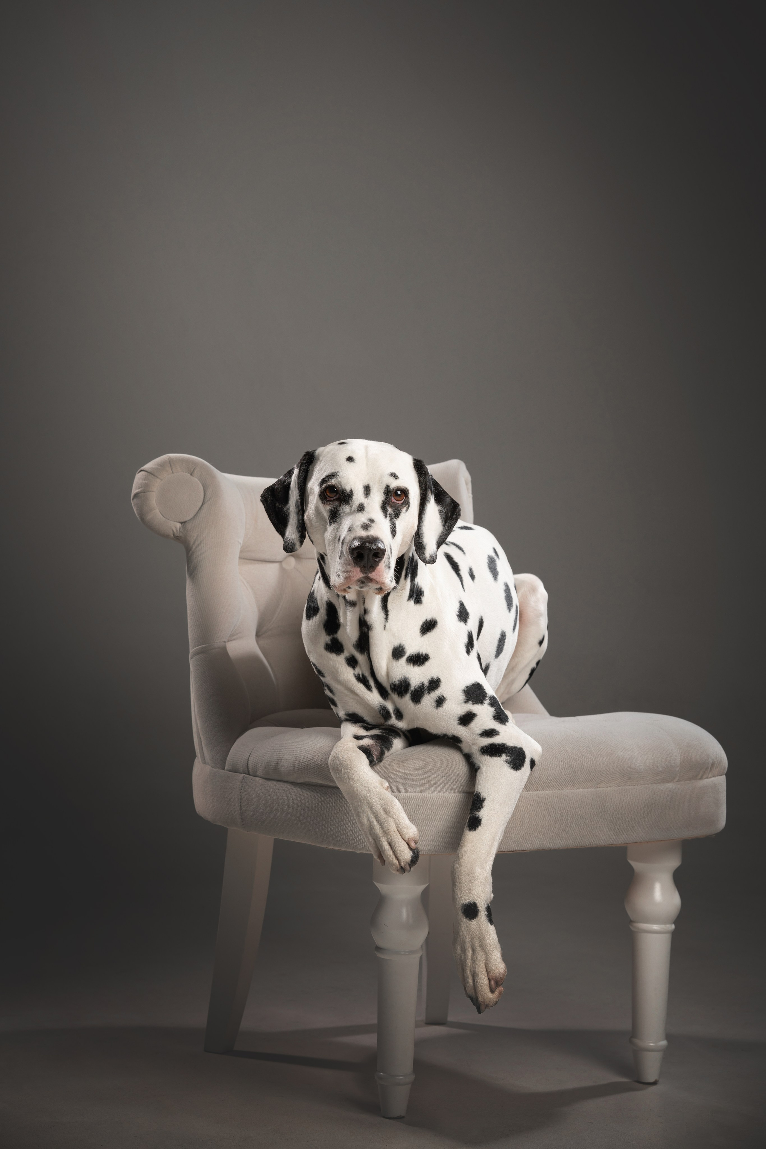 Тейл. Фотограф анималист Осипчикова Мария