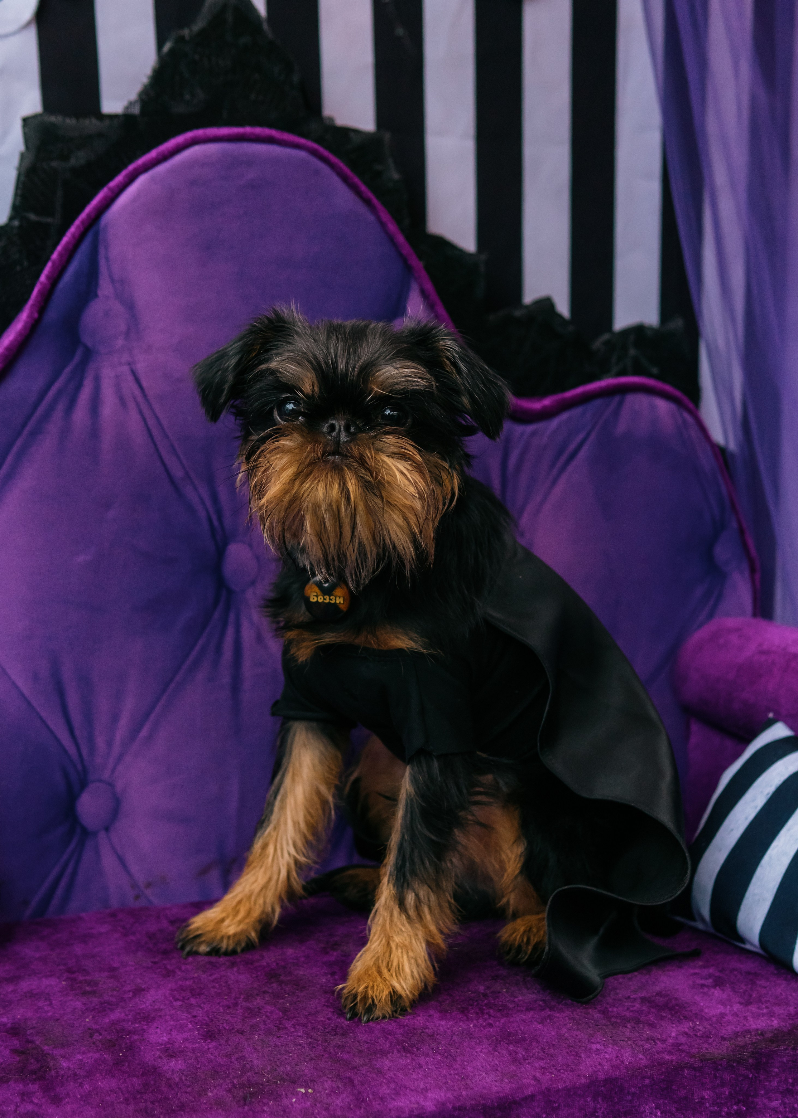 Тематическая встреча породников «Griffween». Фотограф-анималист Ксения Воробьева, Москва