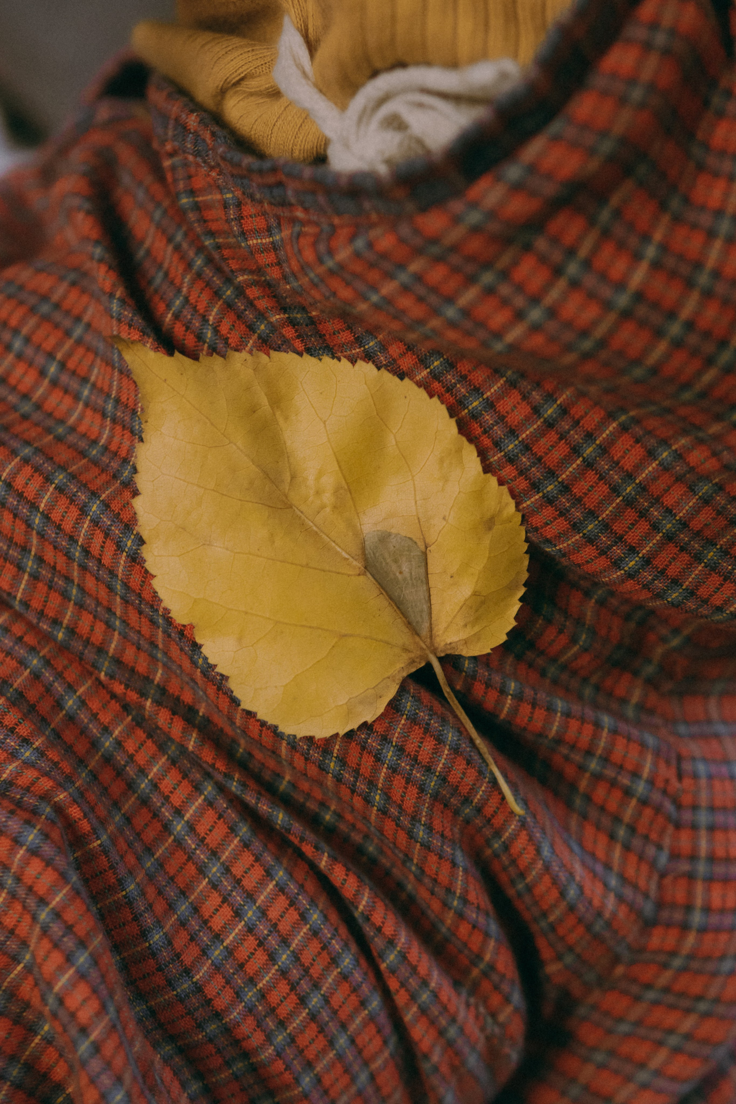 Маша и Мирра. Фотограф-анималист Ксения Воробьева, Москва