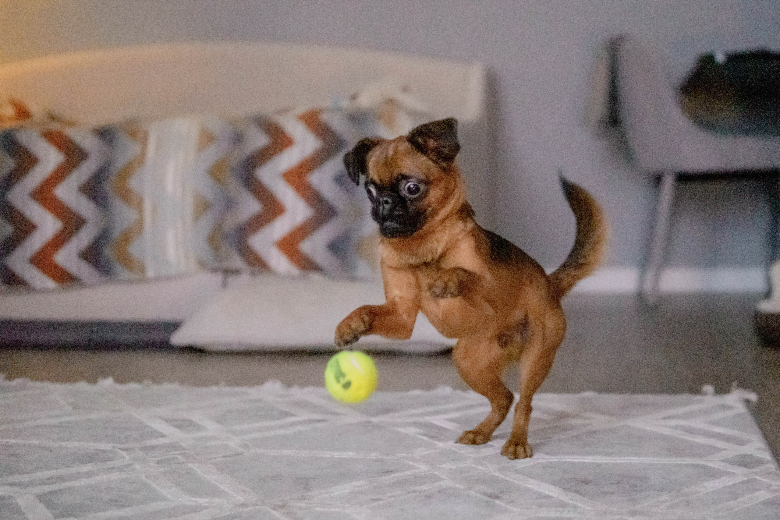 Надя и Ефим. Фотограф-анималист Ксения Воробьева, Москва