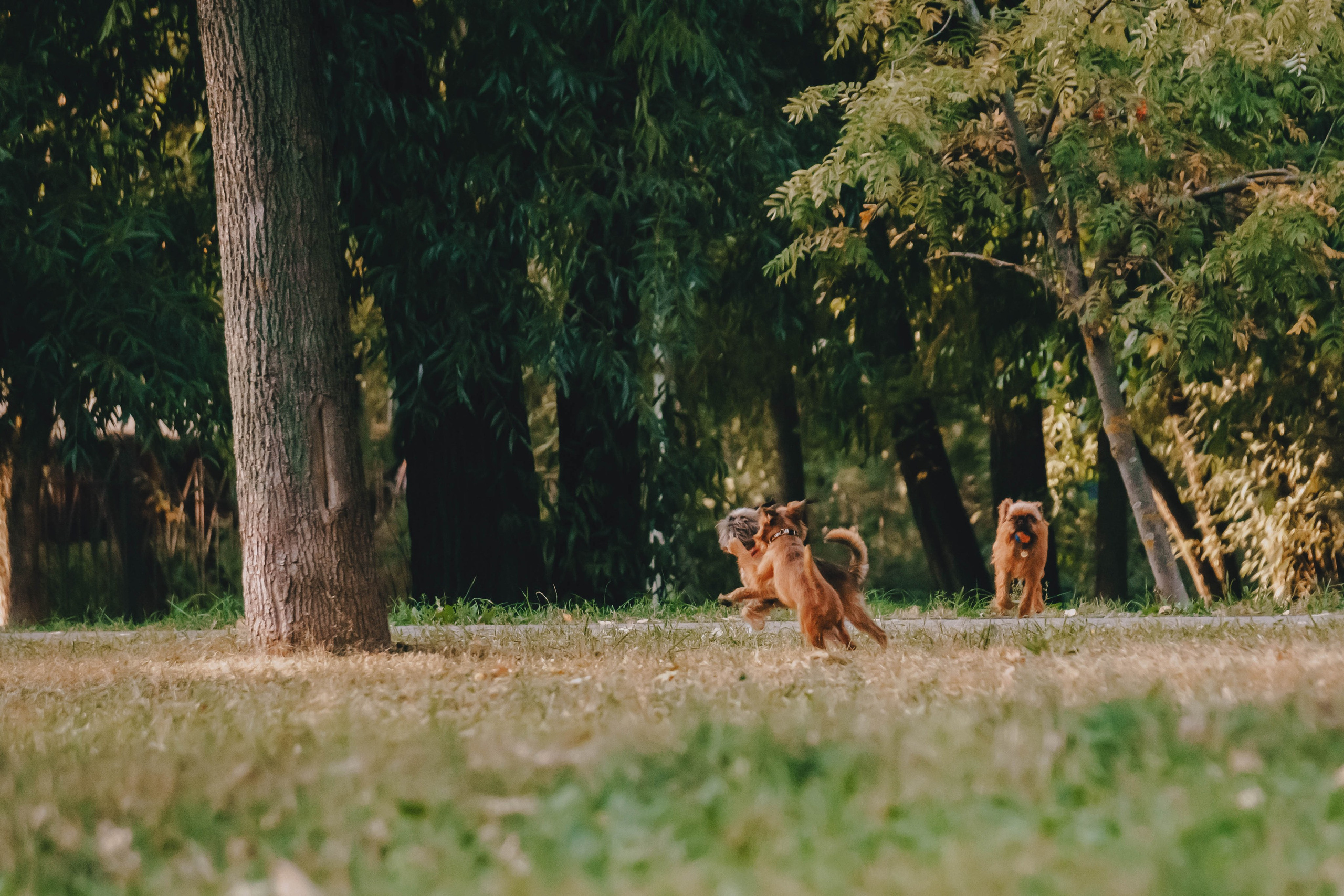 Мини-туса гриффоны и брабансоны. Фотограф-анималист Ксения Воробьева, Москва