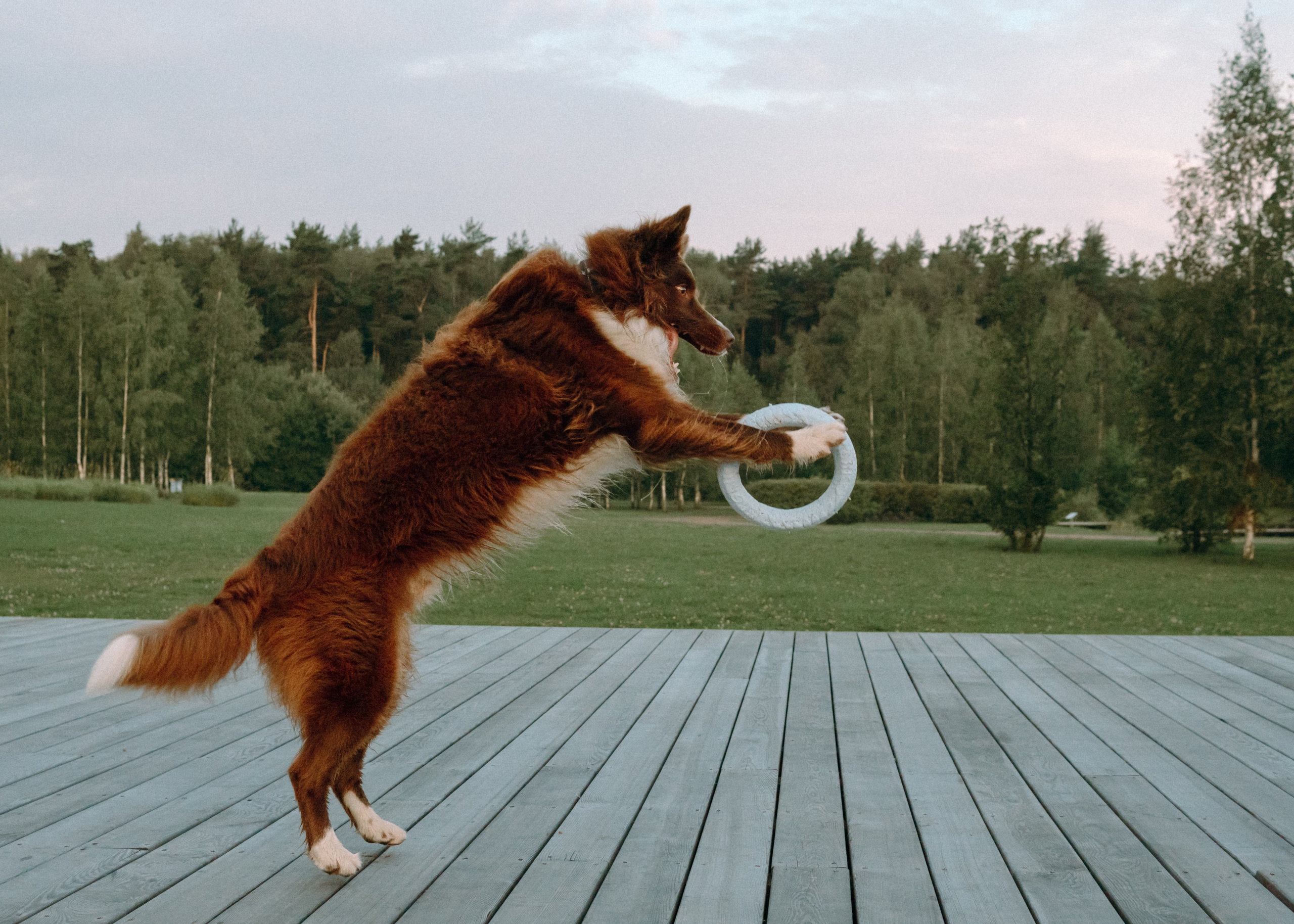 Виолетта, Лила и Питер. Фотограф-анималист Ксения Воробьева, Москва