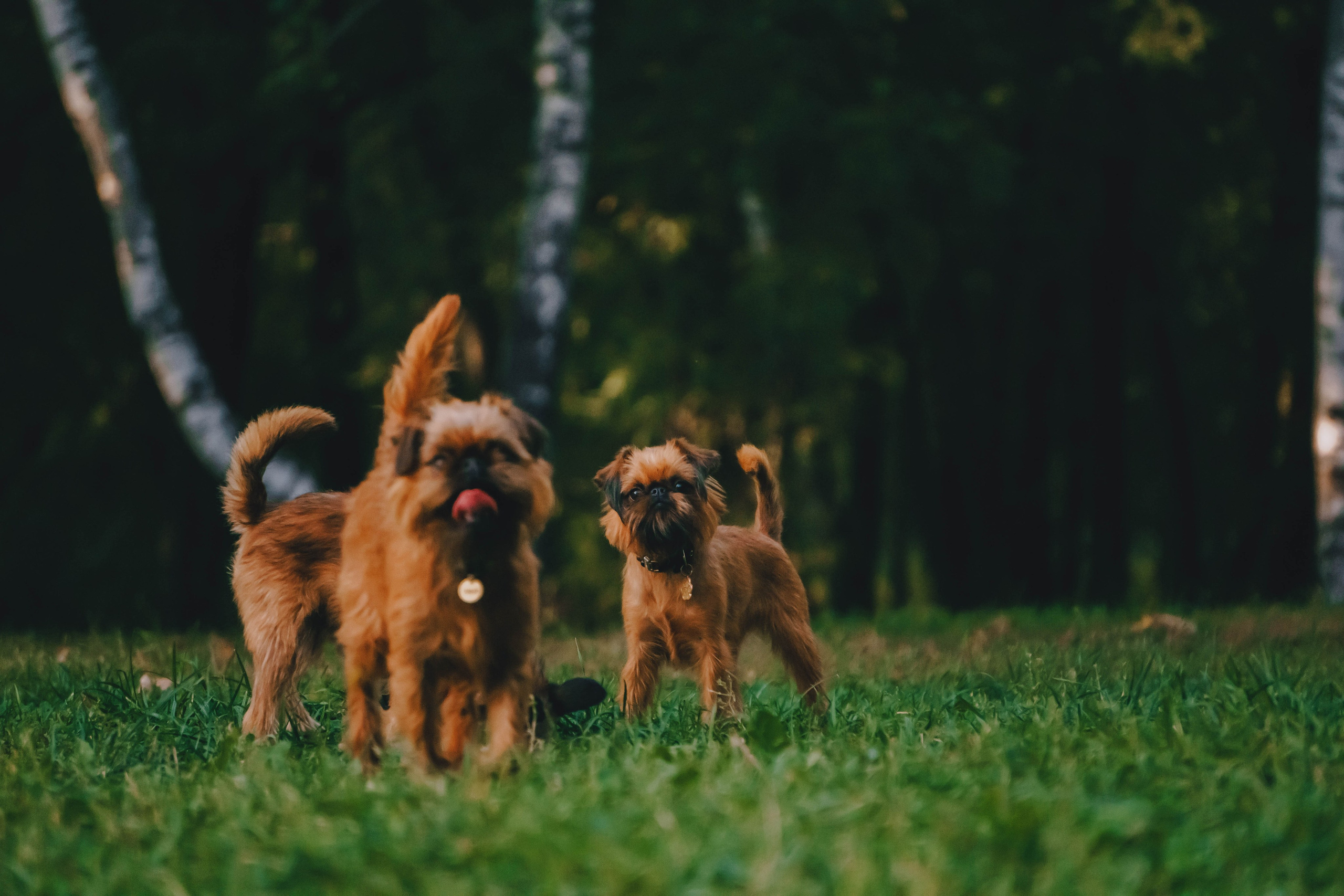 Мини-туса гриффоны и брабансоны. Фотограф-анималист Ксения Воробьева, Москва