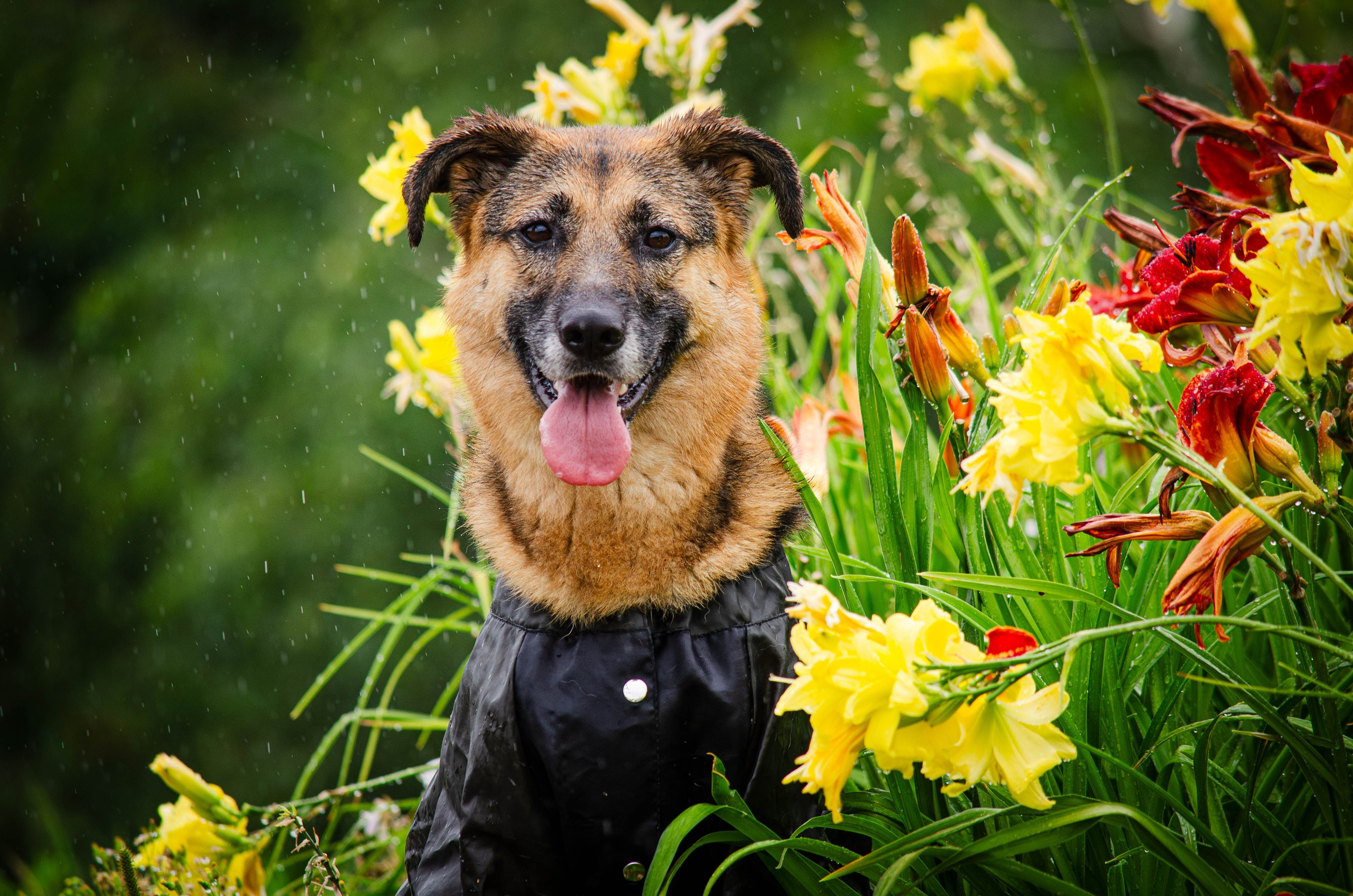 Арья и Оззи. Фотограф Светлана Блинова, Москва и Московская область
