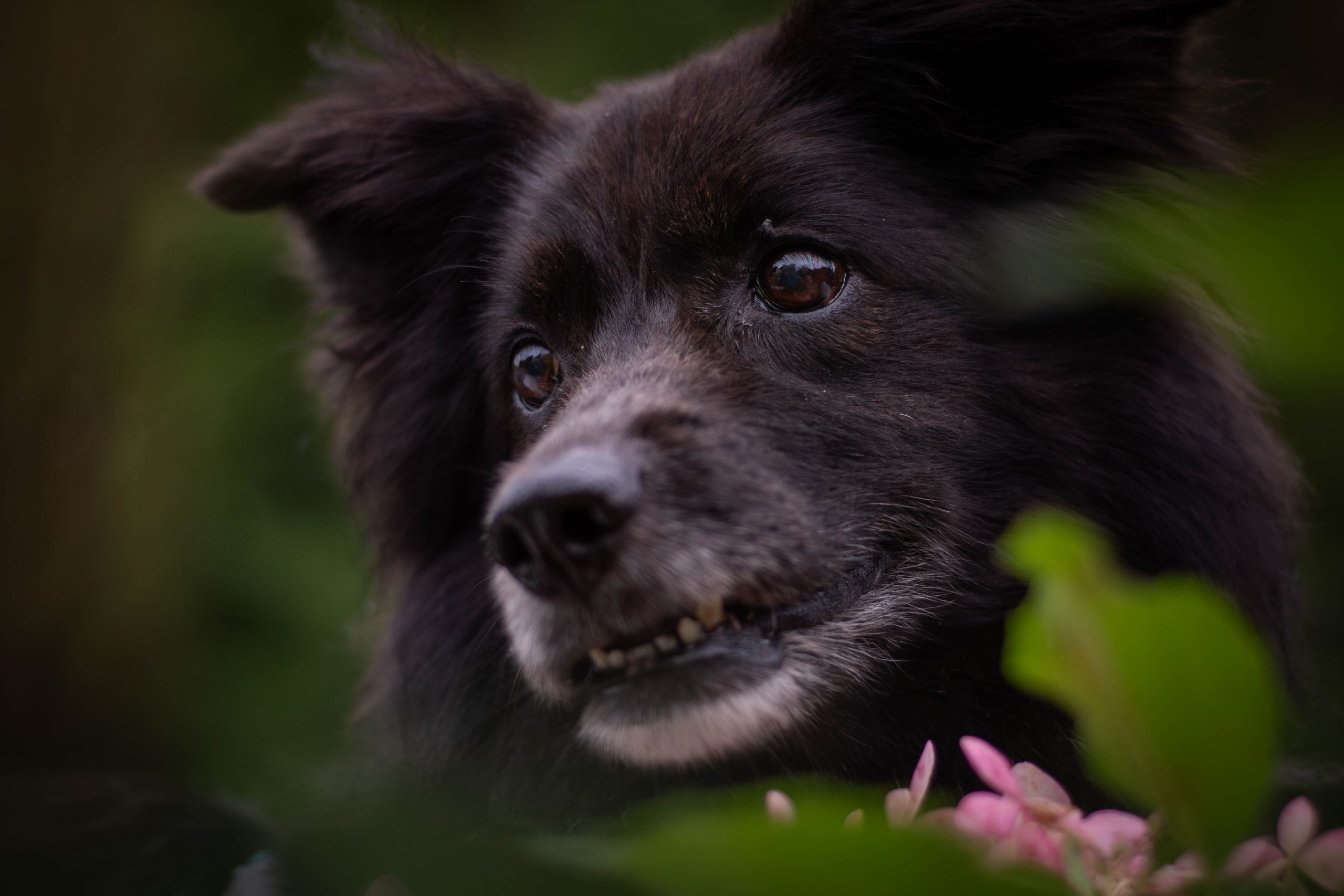 Альба и Даша. Фотограф Светлана Блинова, Москва и Московская область