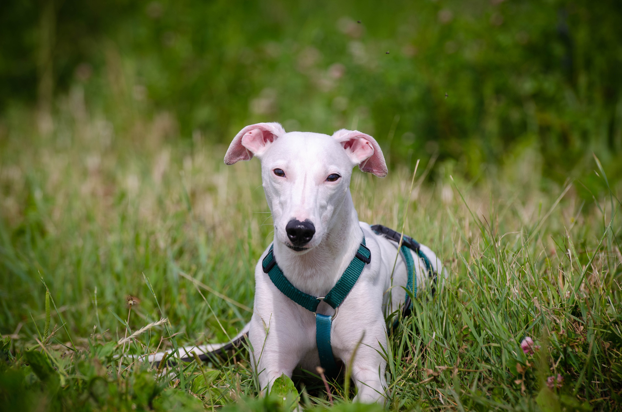 Прогулка (Лохин остров). Фотограф Светлана Блинова, Москва и Московская область