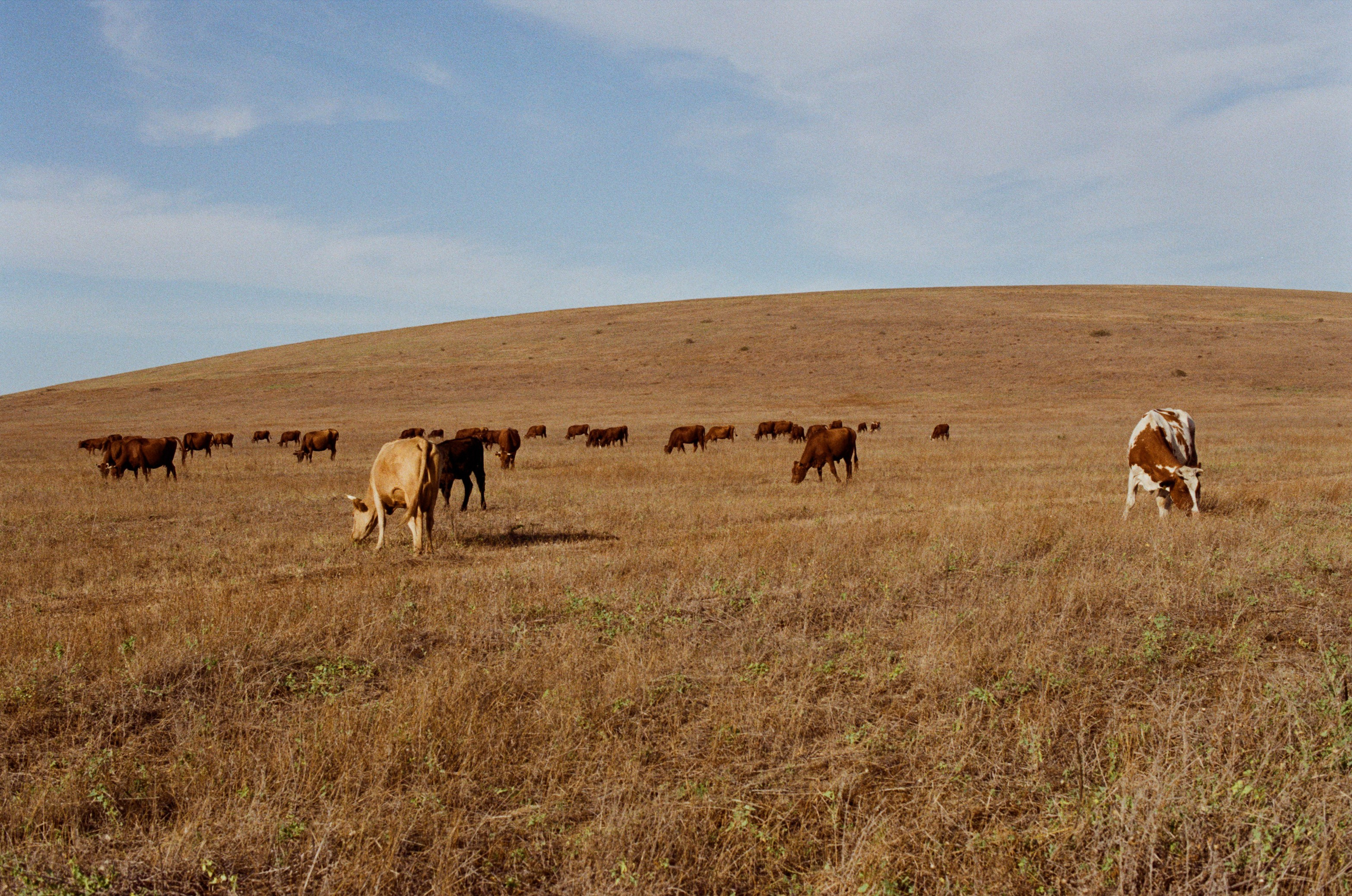 Lovesong // ukraine, crimea II. EVER EXPOSED