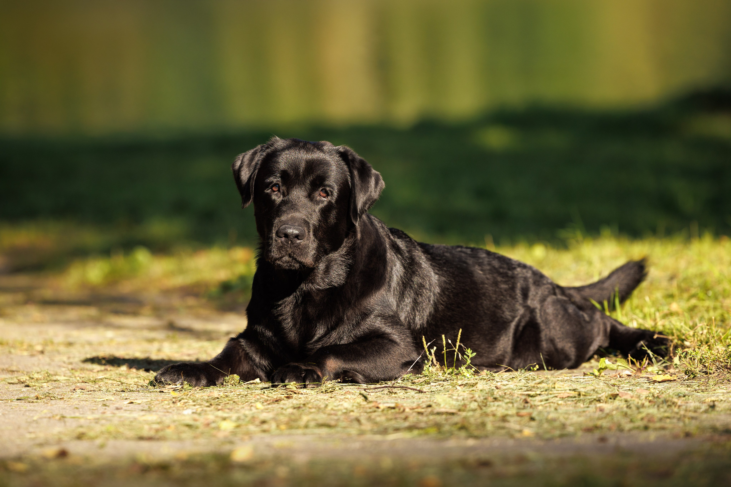 Портфолио: Фотосъёмка собак в Москве и области — авторские образы. Фотограф-анималист и бренд-фотограф в Москве | Фотография собак, людей, бизнес-портрет