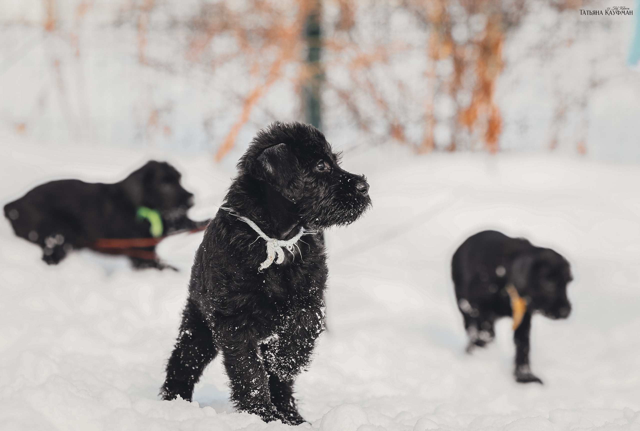 Ризеншнауцер, щенки ризеншнауцера, купить ризеншнауцера, купить щенка, ризеншнауцер Новосибирск, фотосъемка щенков, фотосессия собак, заказать фотосессию, фотографии щенков, сфотографировать щенка, фотограф Анималист, фотограф собак Новосибирск, фотограф анималист Новосибирск