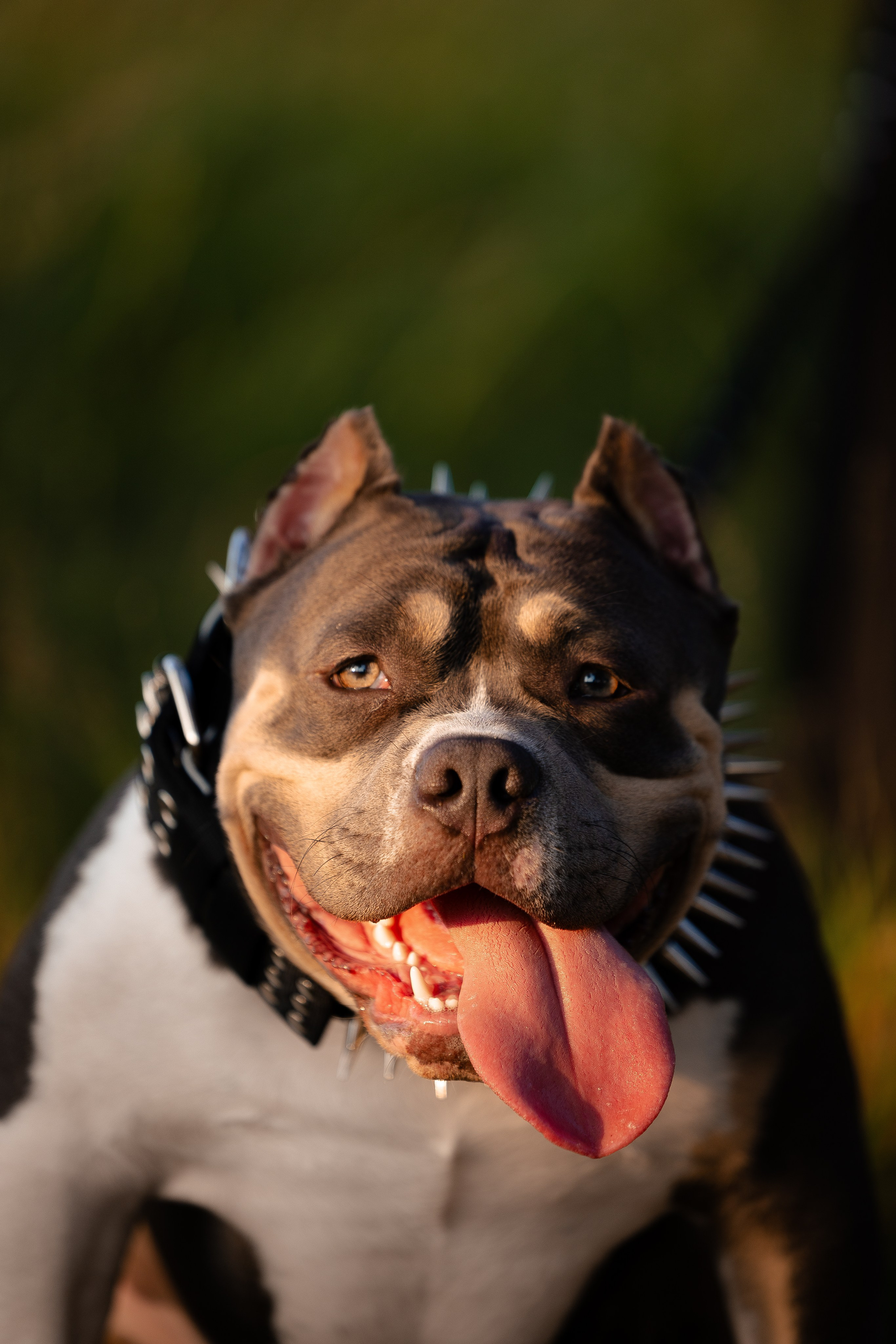 Валерия и Наган. Фотограф и видеограф анималист Аганина Дарья