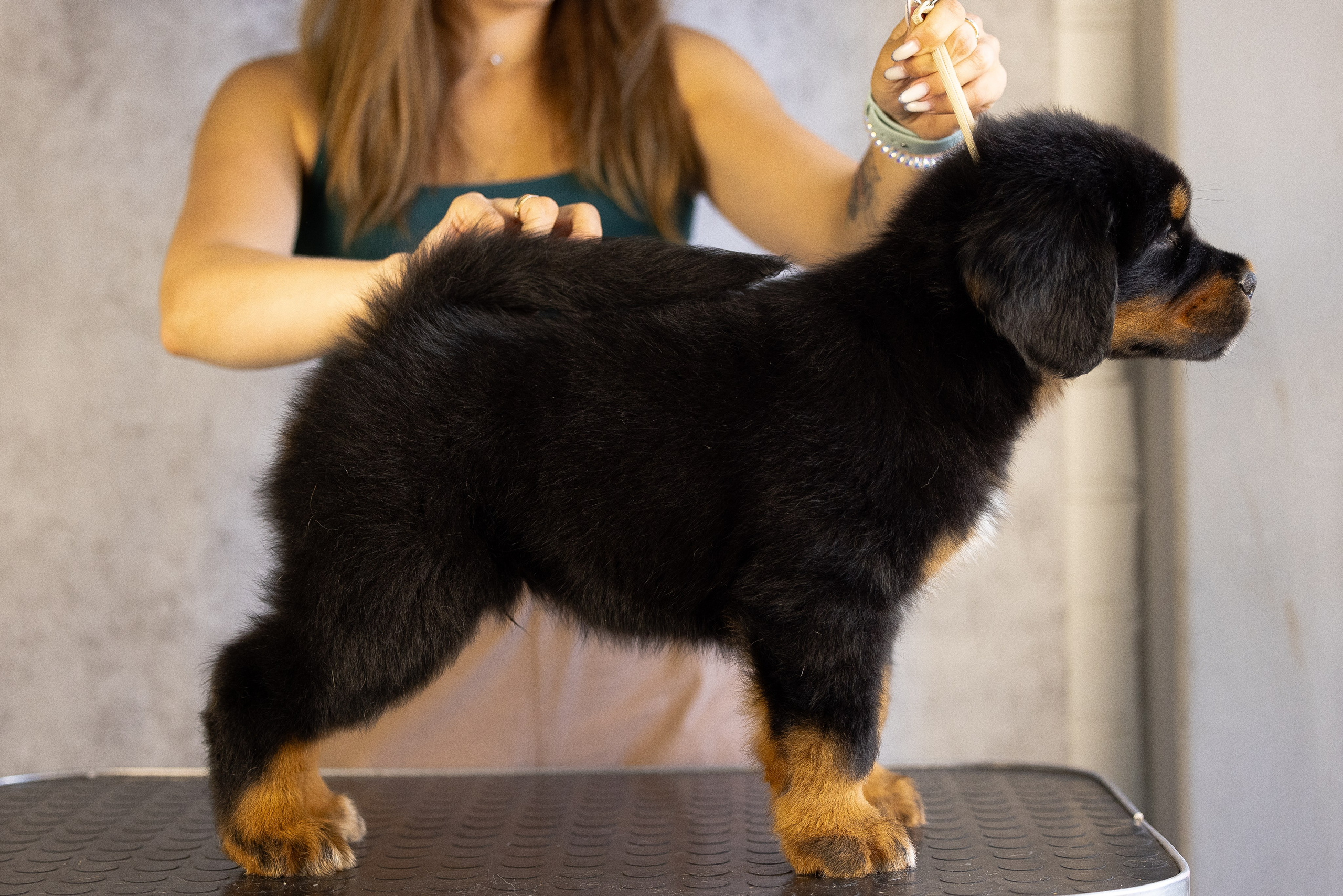 Тибетский мастиф. Фотограф и видеограф анималист Аганина Дарья