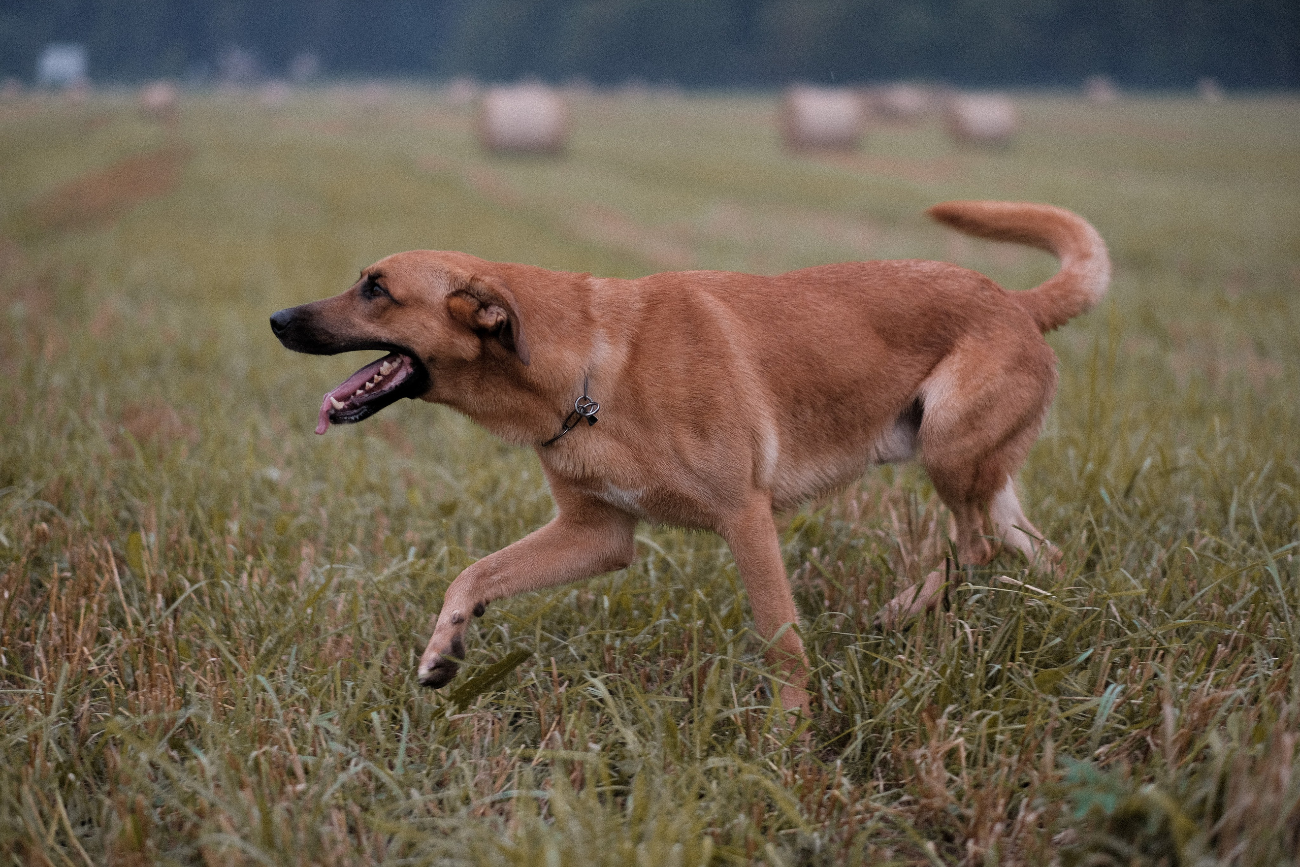 Тео и Оля. Фотограф и видеограф анималист Аганина Дарья