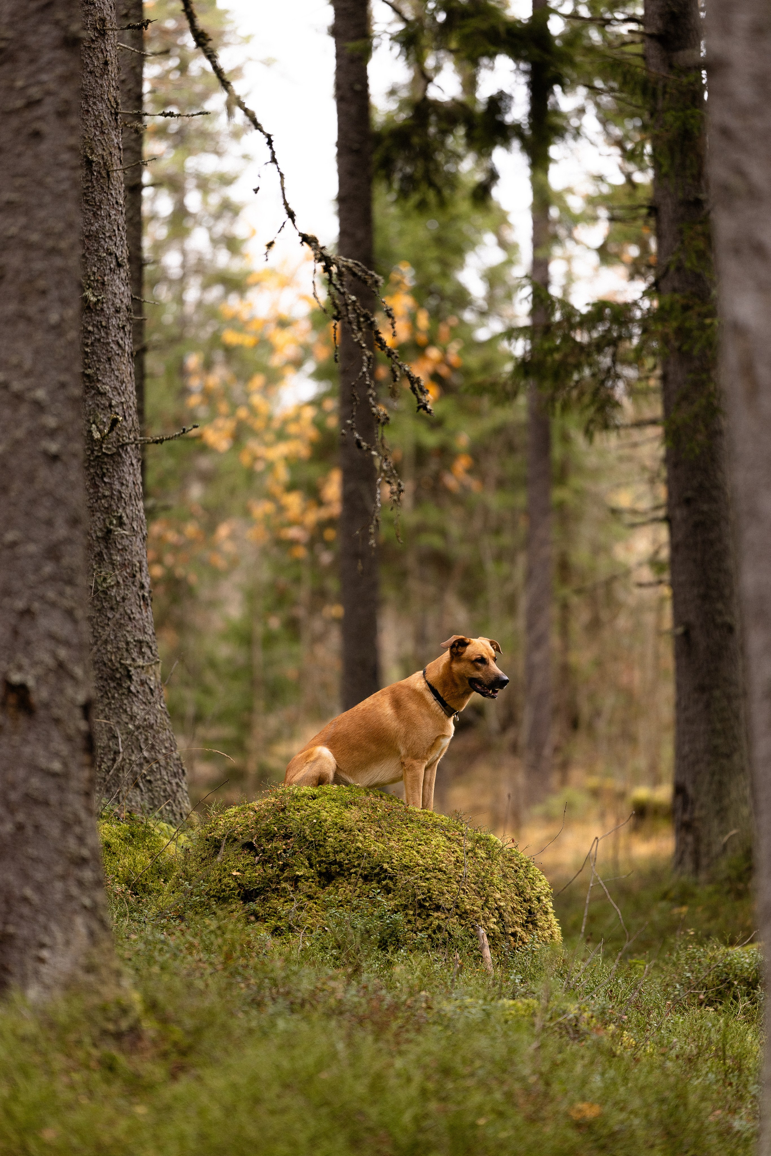 Karelia. Фотограф и видеограф анималист Аганина Дарья