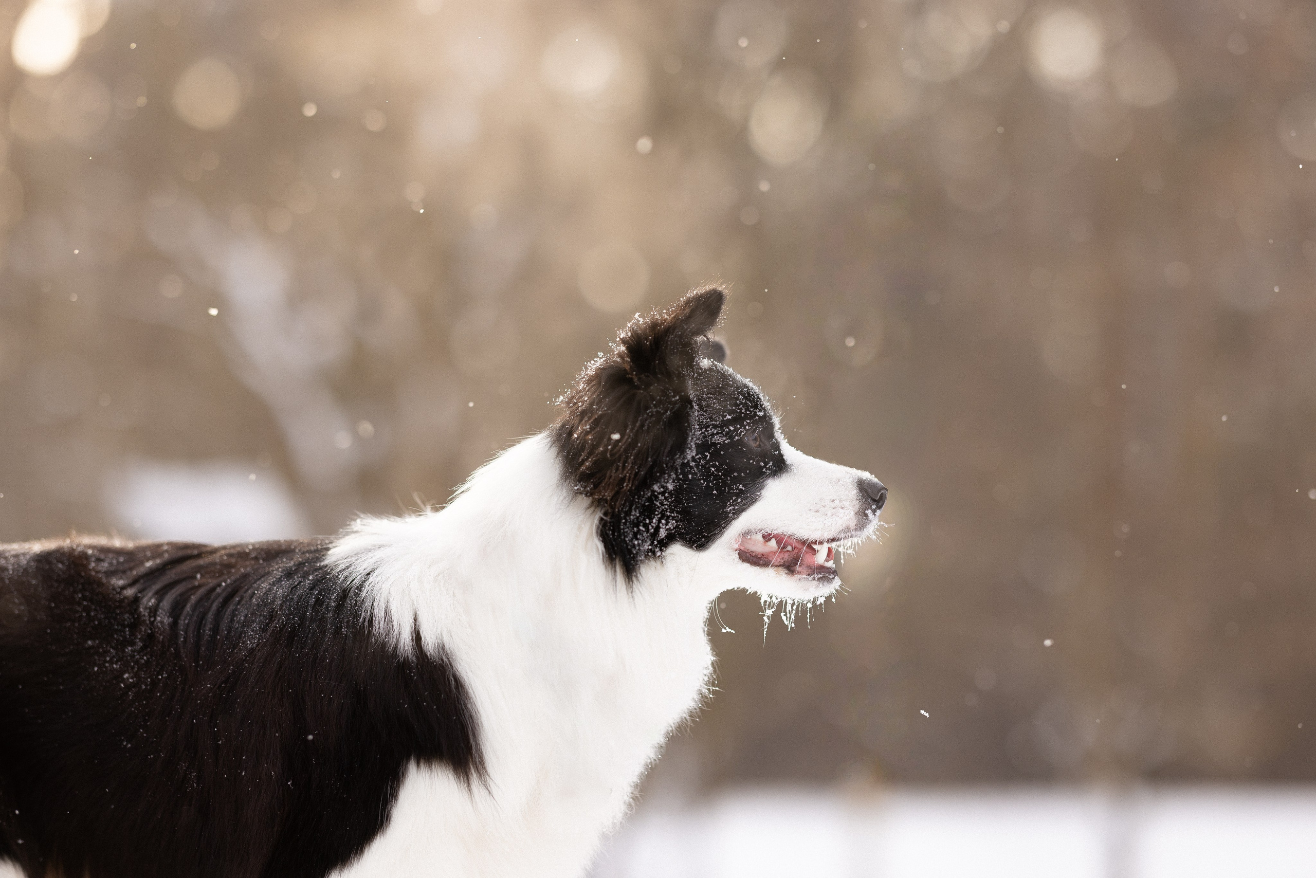 Лилия, Алексей и Ариана. Фотограф и видеограф анималист Аганина Дарья