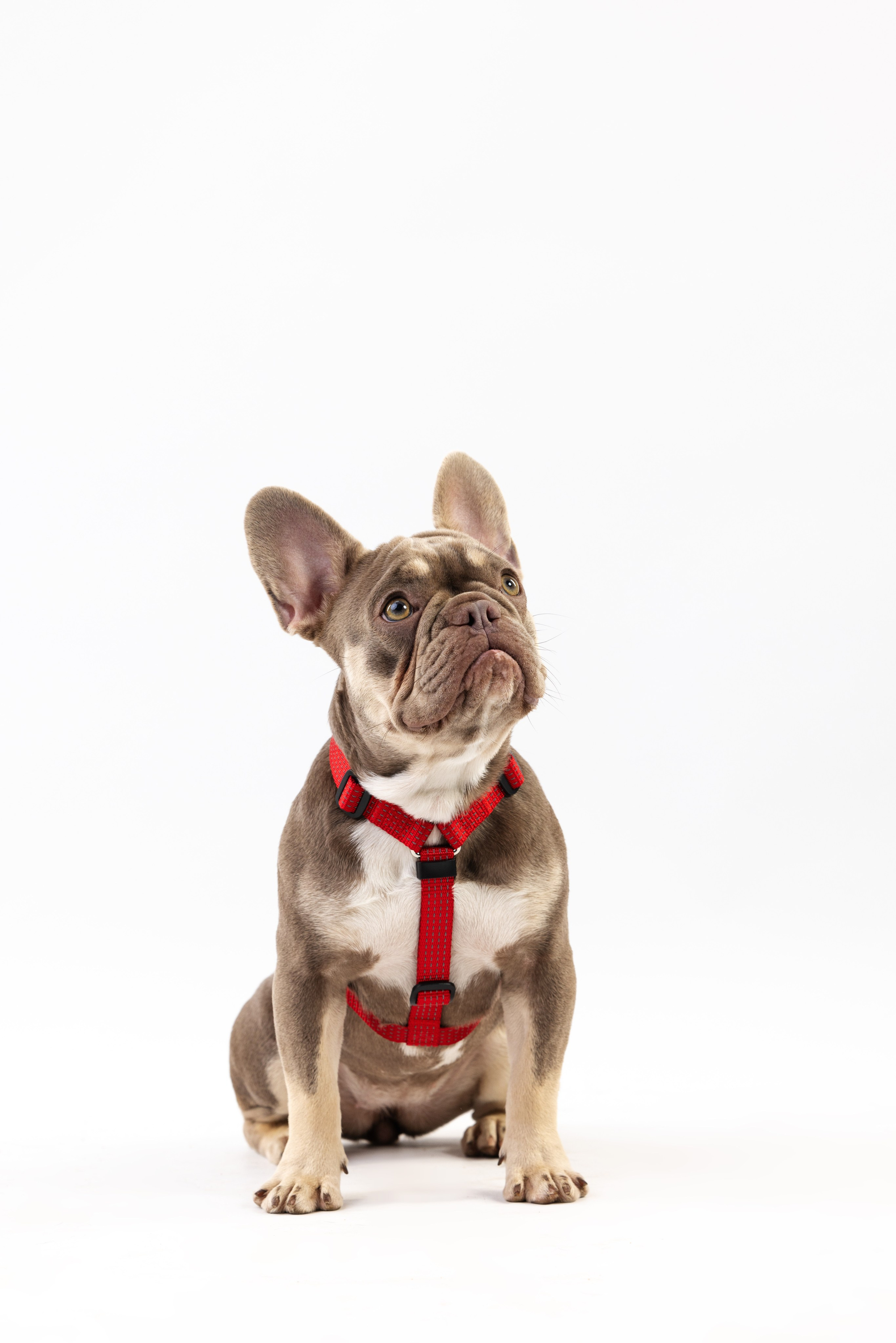 Шлейки Petforta. Фотограф анималист Осипчикова Мария