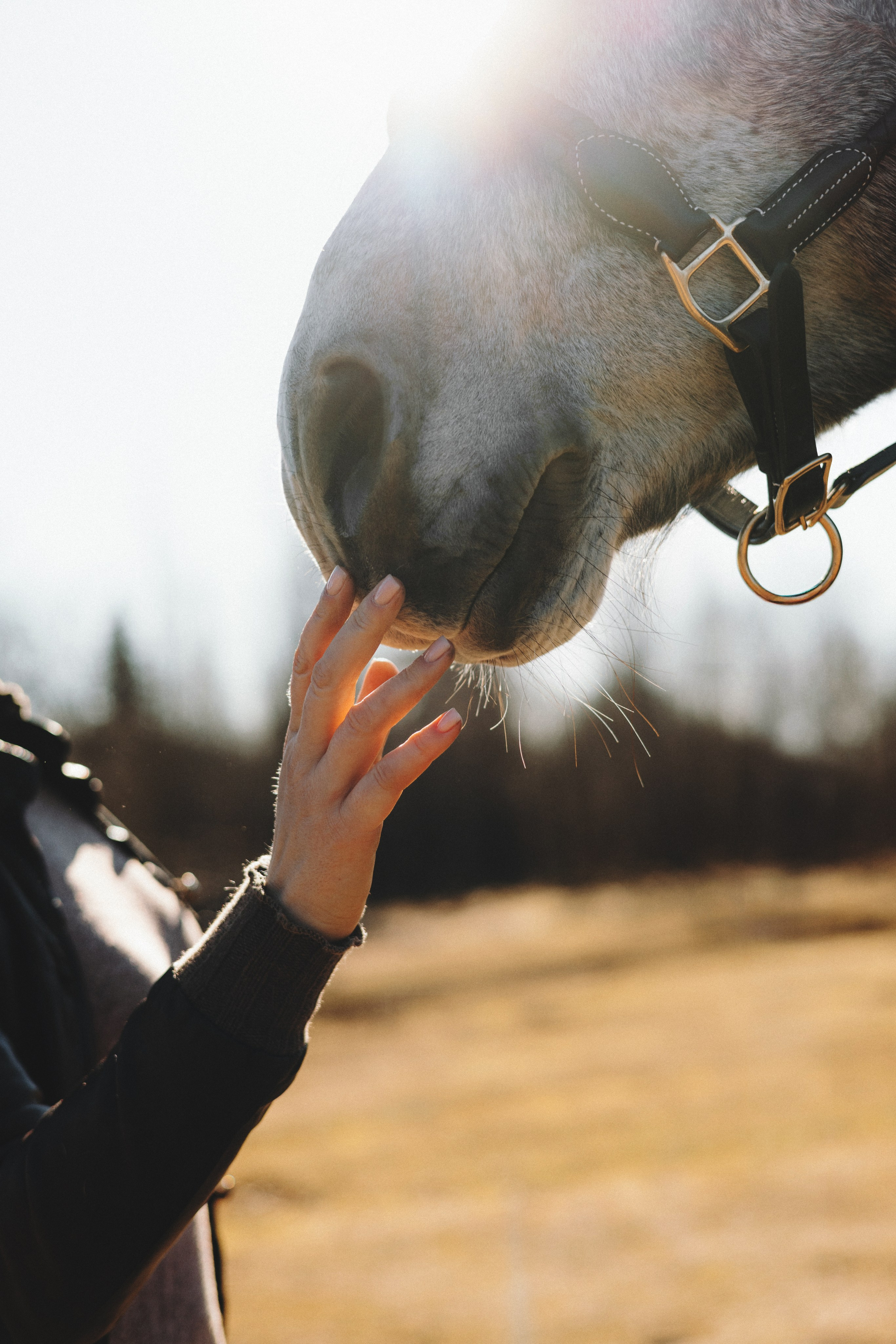 Ирина и Командор. Фотограф анималист Осипчикова Мария