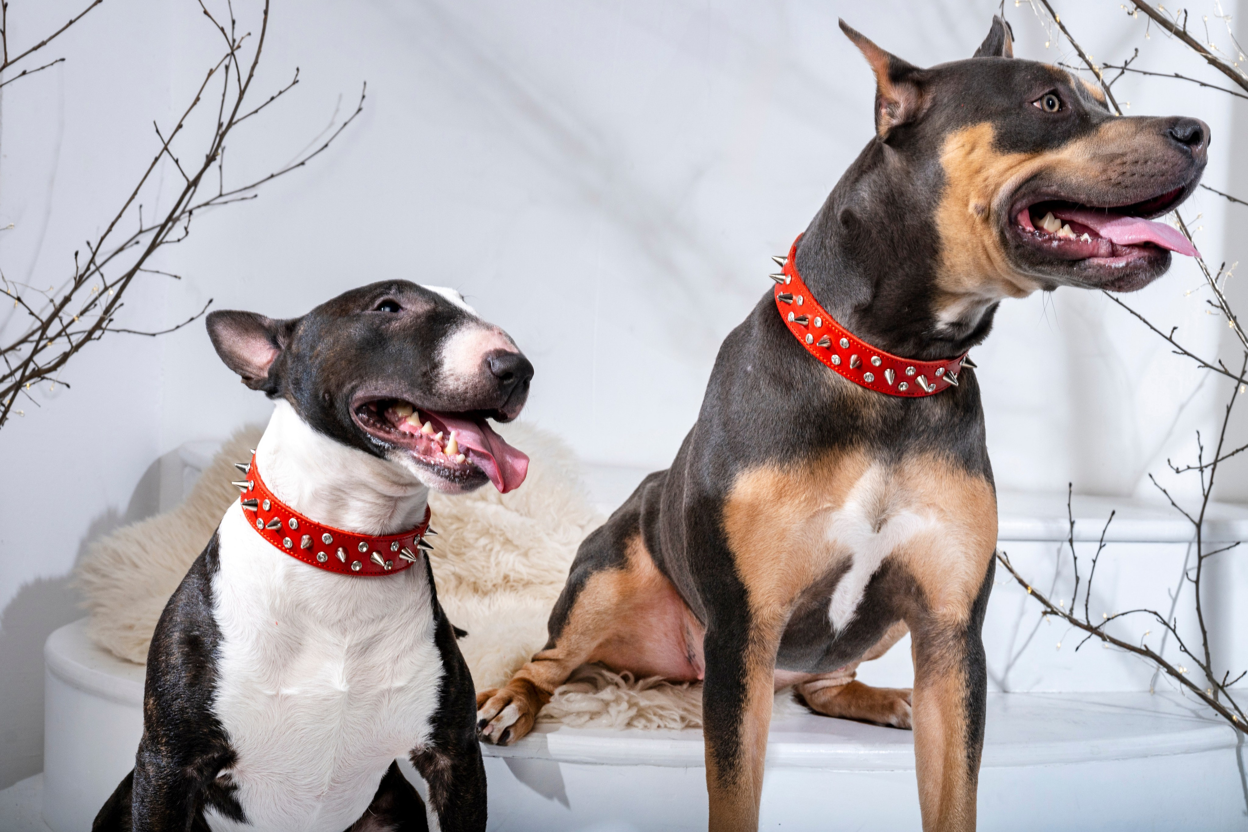 Рекламная фотосессия ошейников. Фотограф анималист в Санкт-Петербурге Таша Крейв