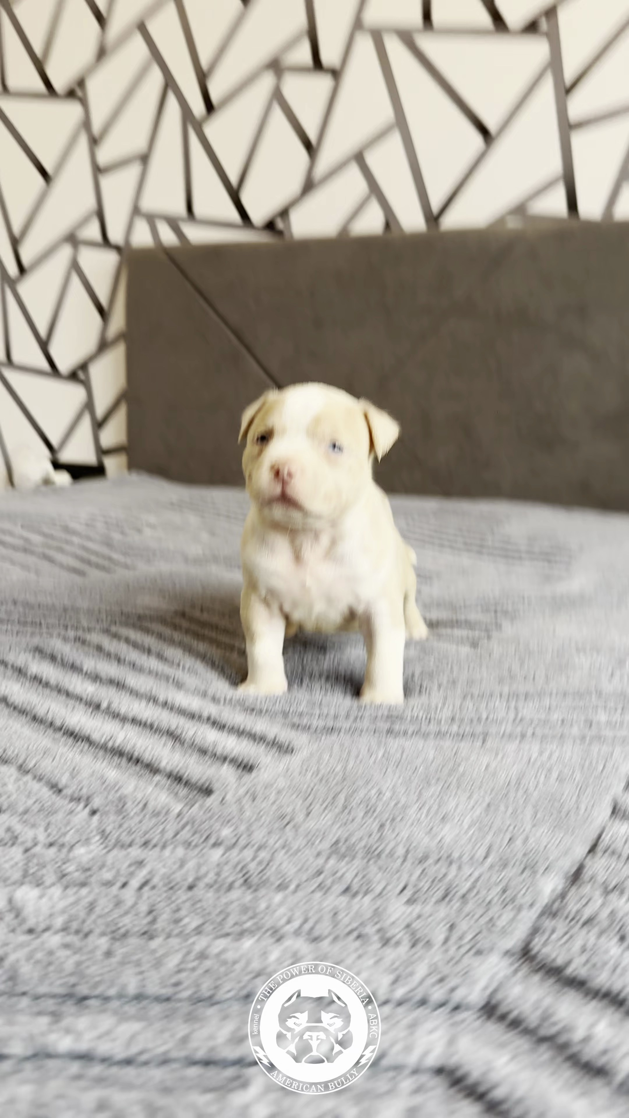 21.02.26-Мила-Турук. Американский Булли в г. Ростов-на-Дону. Питомник THE POWER OF SIBERIA