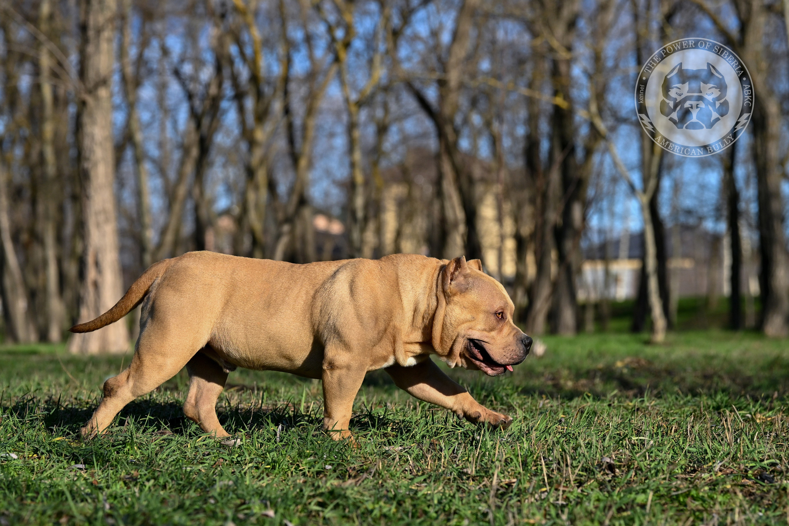 FORTIS FORTUNA VALIDI ZEVS. Американский Булли в г. Ростов-на-Дону. Питомник THE POWER OF SIBERIA
