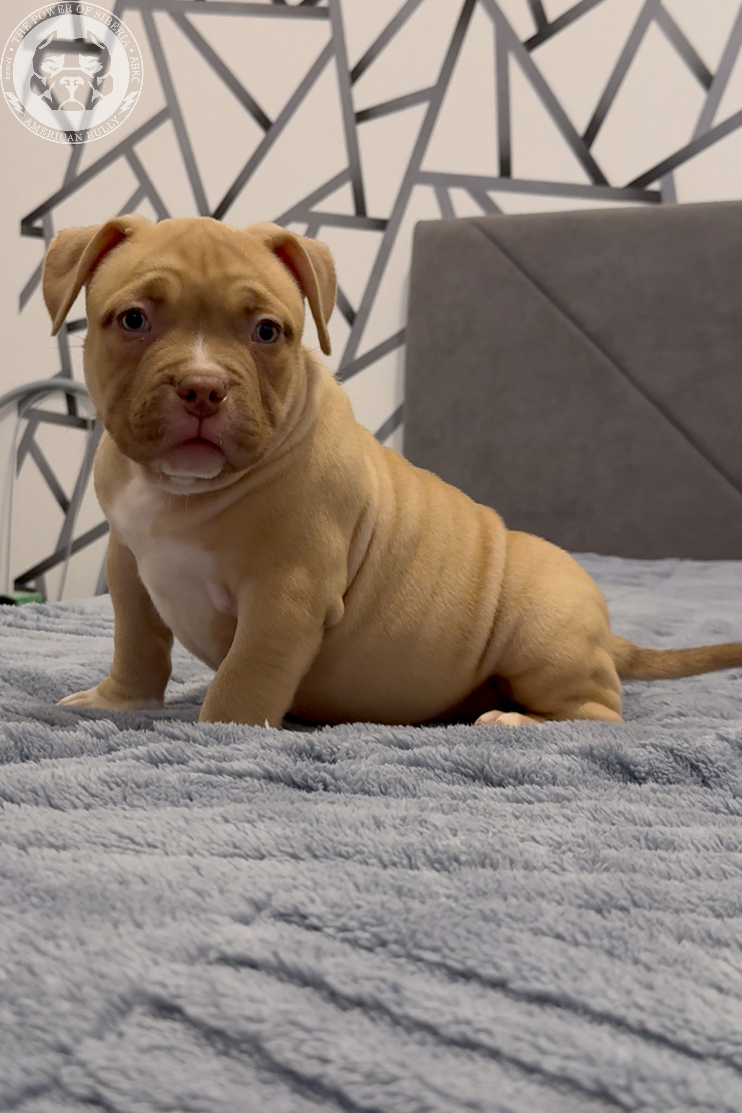 Свободные щенки Американский Булли, в типах покет, классик, стандарт. Американский Булли в г. Ростов-на-Дону. Питомник THE POWER OF SIBERIA