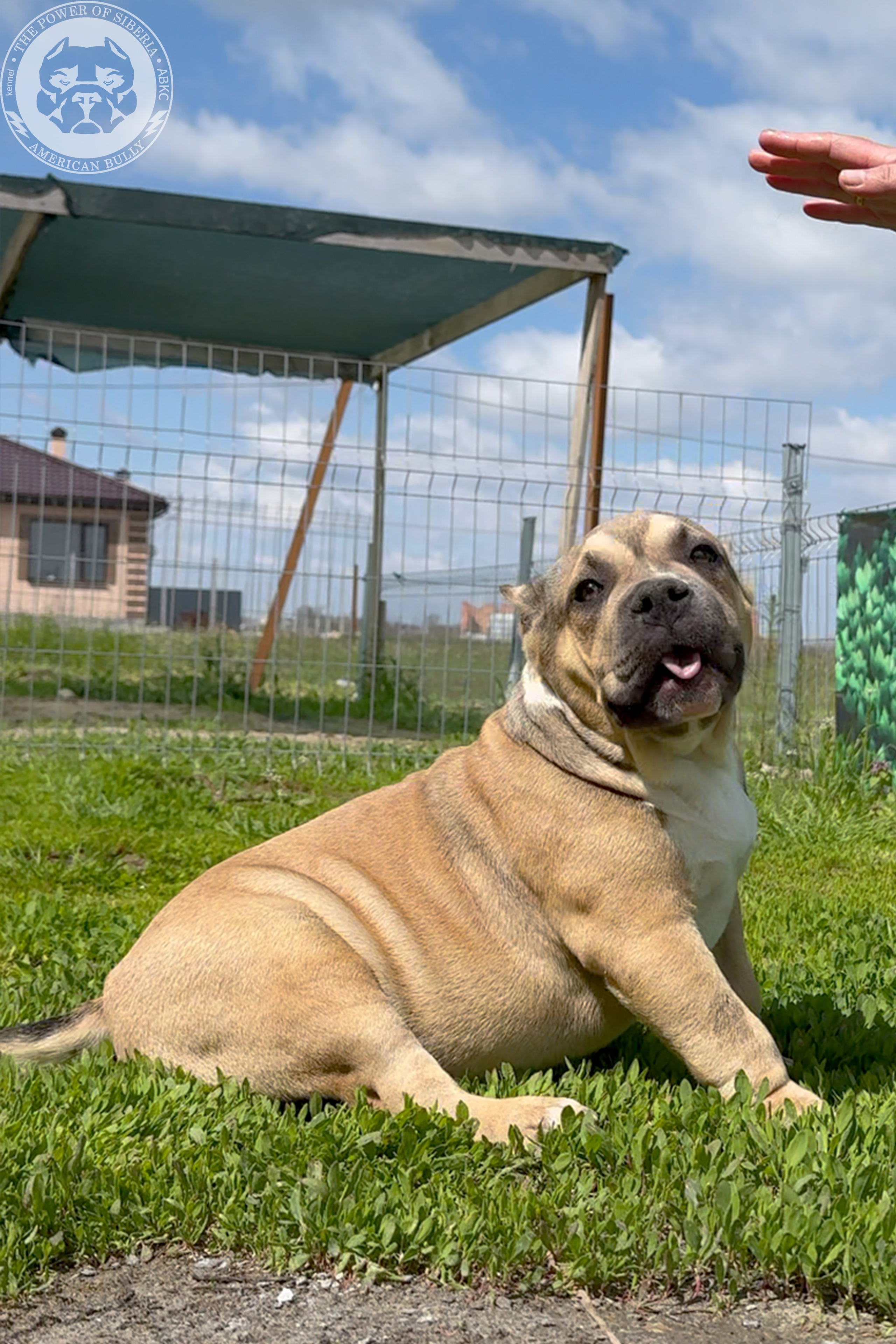 22.11.25 Тагира-Каспер. Американский Булли в г. Ростов-на-Дону. Питомник THE POWER OF SIBERIA