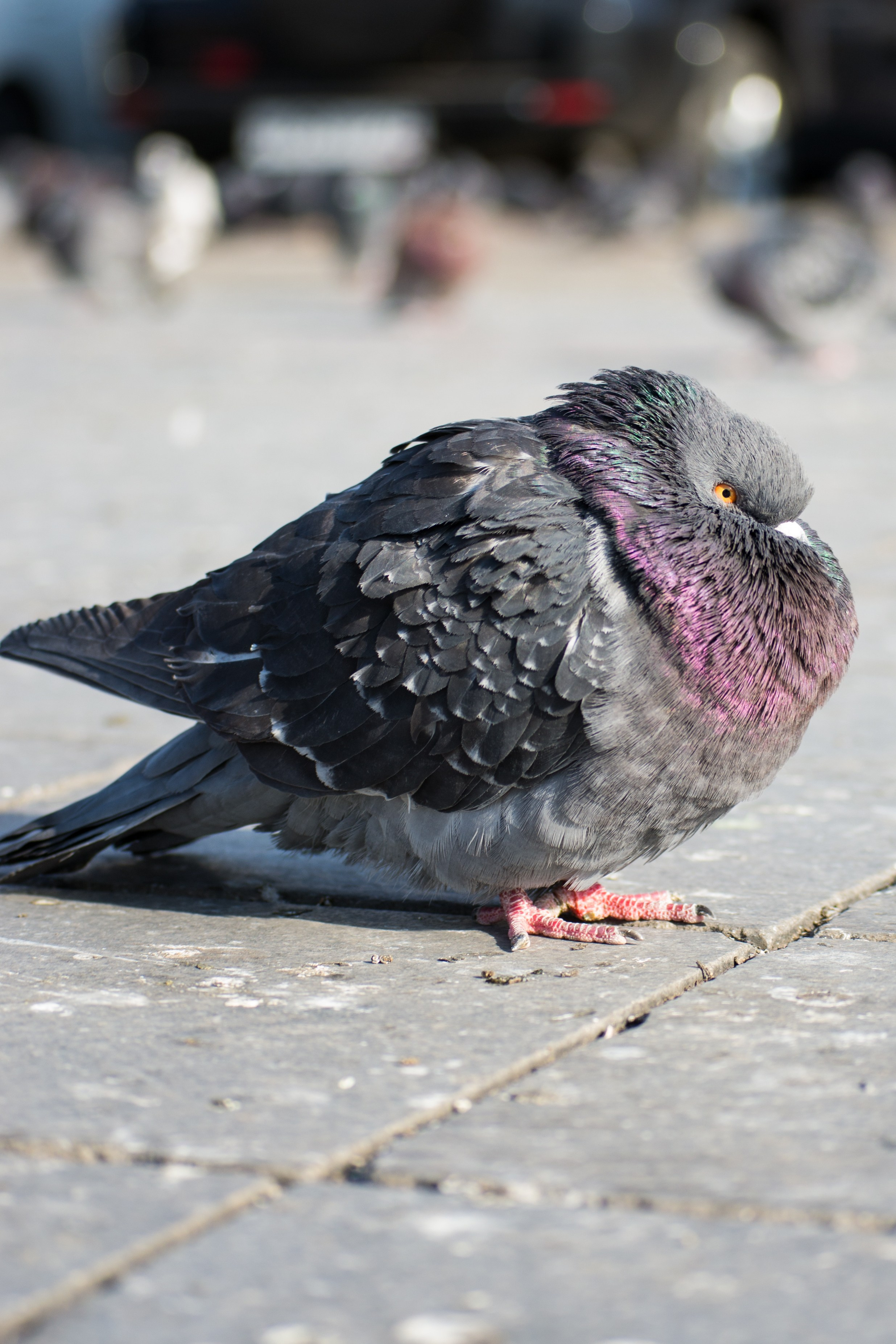 дачи, город, архитектура, стрит, репортажная фотография, фотография, Хабаровск, фотосессия, фотограф, дом, новостройка, улицы, жизнь города, town, art, photo, photographer, photo, Khabarovsk, Far East, street photo