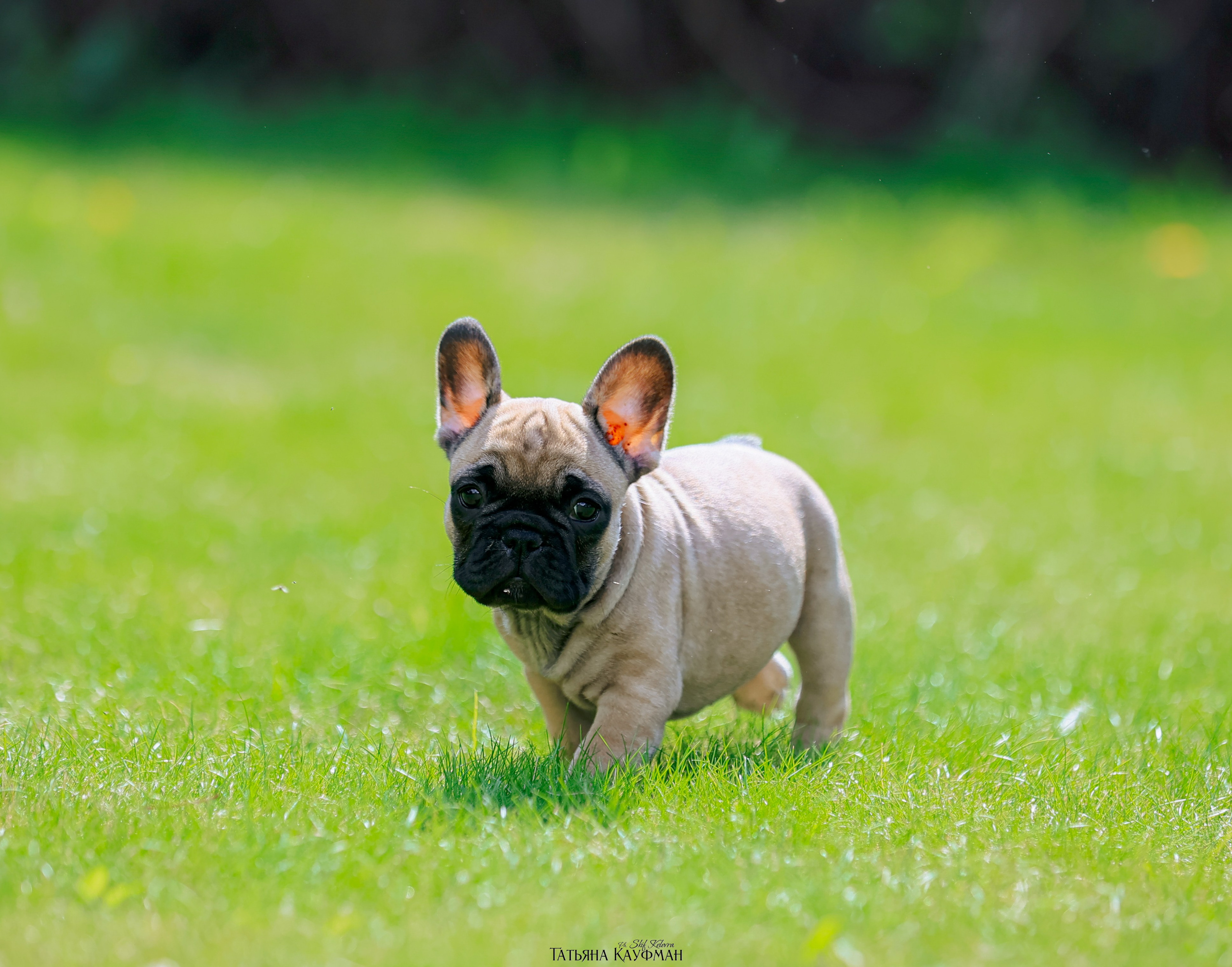 Французский бульдог, фотография французского бульдога, щенки бульдога, щенки французского бульдога, красивая собака, фотограф анималист, фотокурс Анималистика, научиться фотографировать собак, фотограф Новосибирск