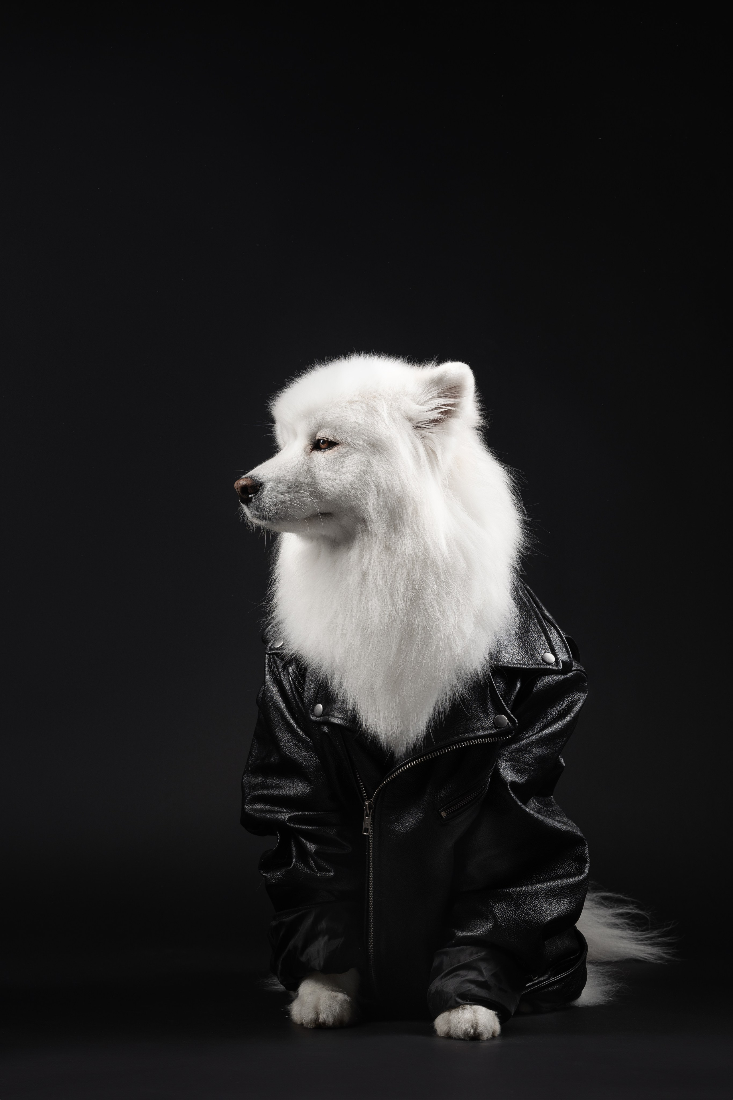 Самоеды в студии. Фотограф анималист в Москве Майорова Евгения