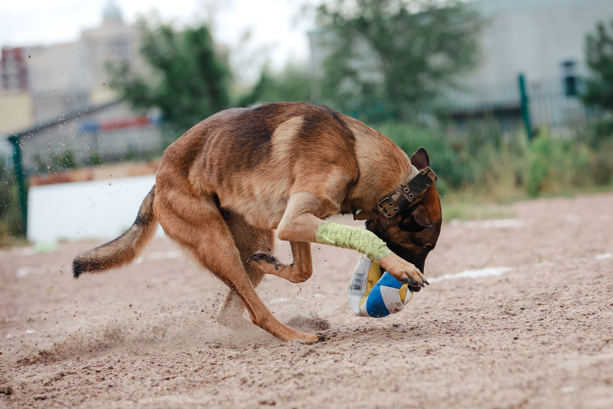 Питч&Гоу + веселые старты. Фотограф-анималист Mary Mart — Москва, Питер